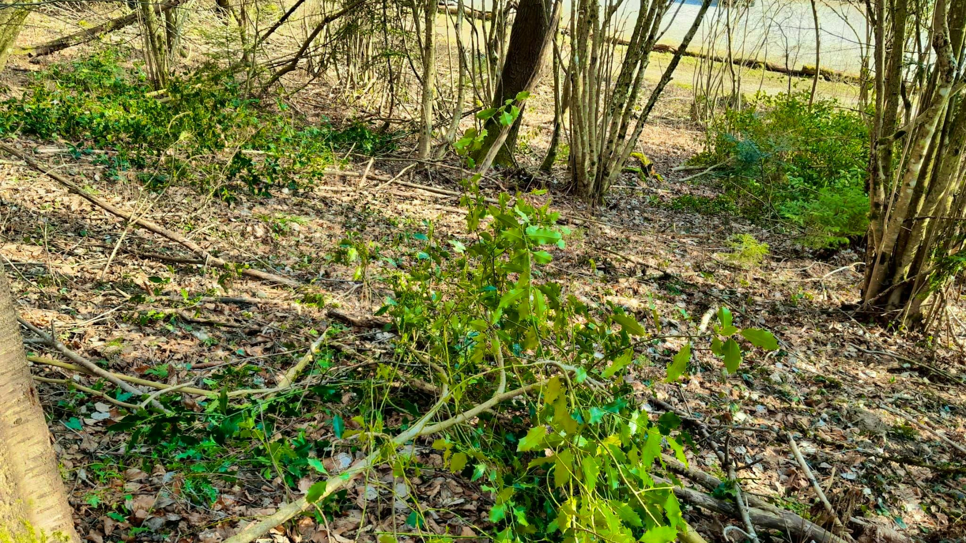 The local forestry company keeps coming across felled trees in the forest.