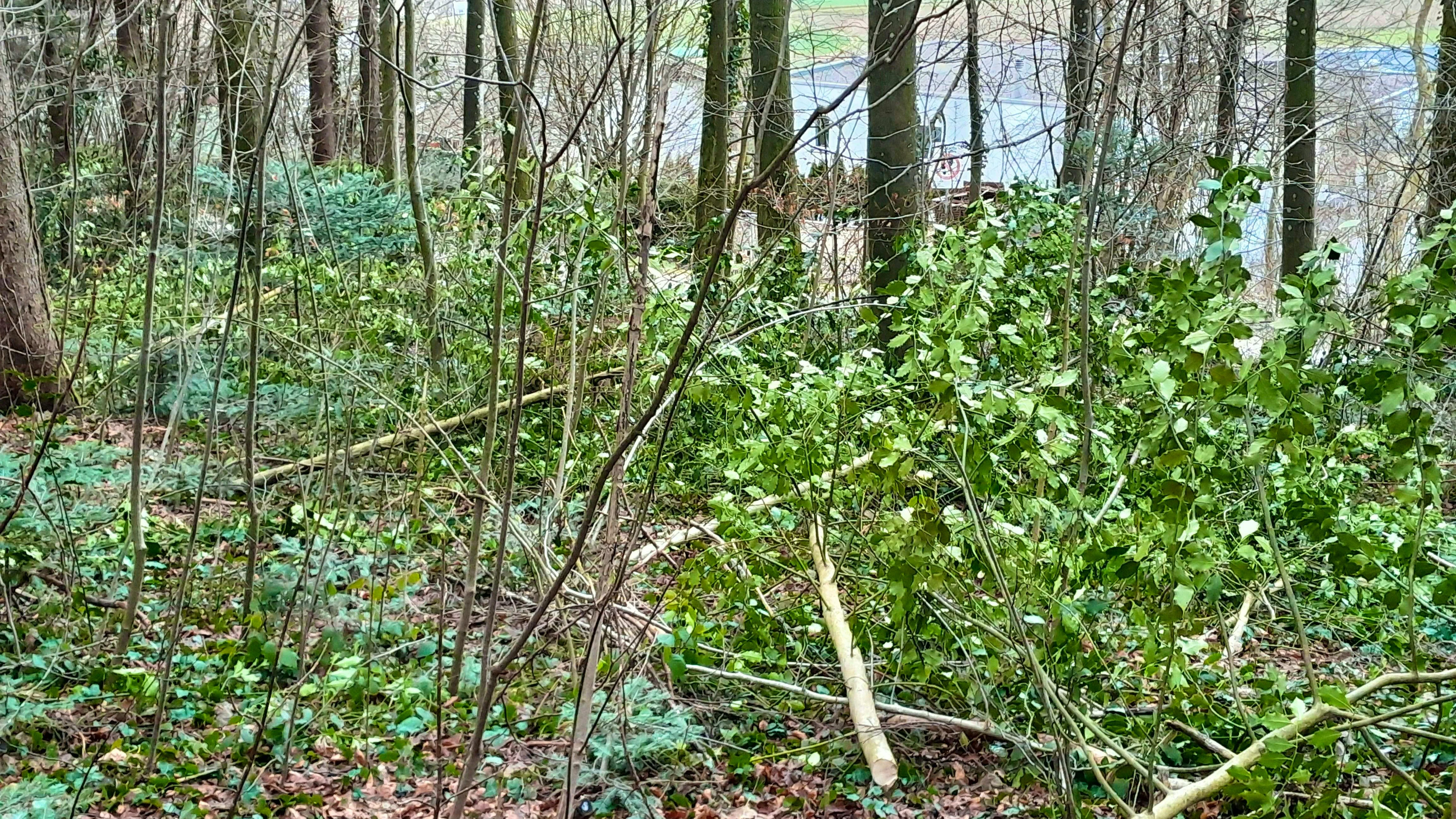 The forestry company is now planning to press charges against unknown persons.