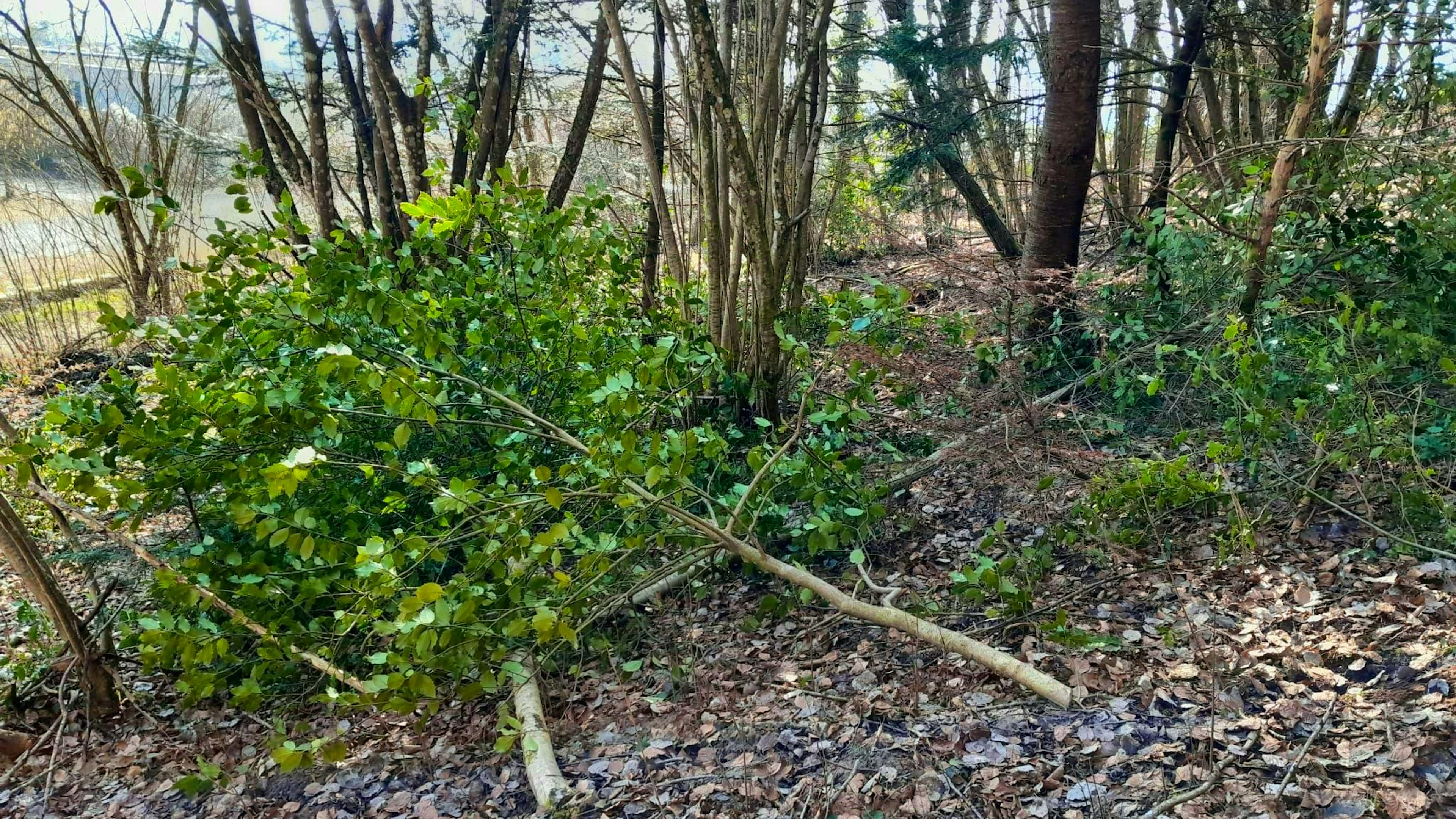Someone is deliberately felling holly trees in Oberdorf SO.