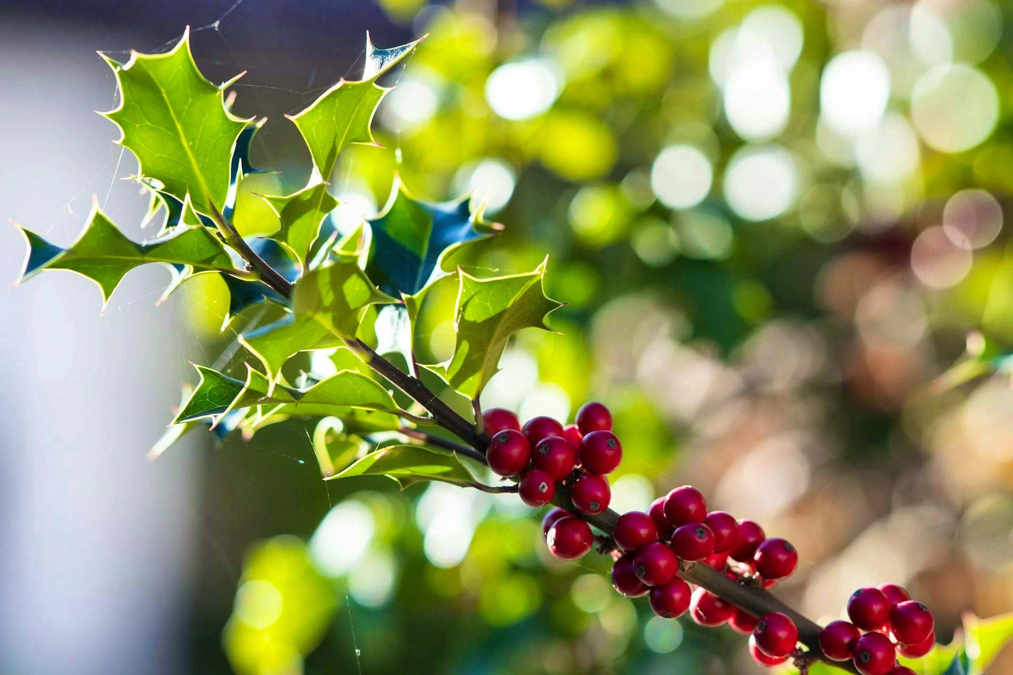The berries of the holly serve as food for birds and the spiny teeth on the leaves give the plant its name.