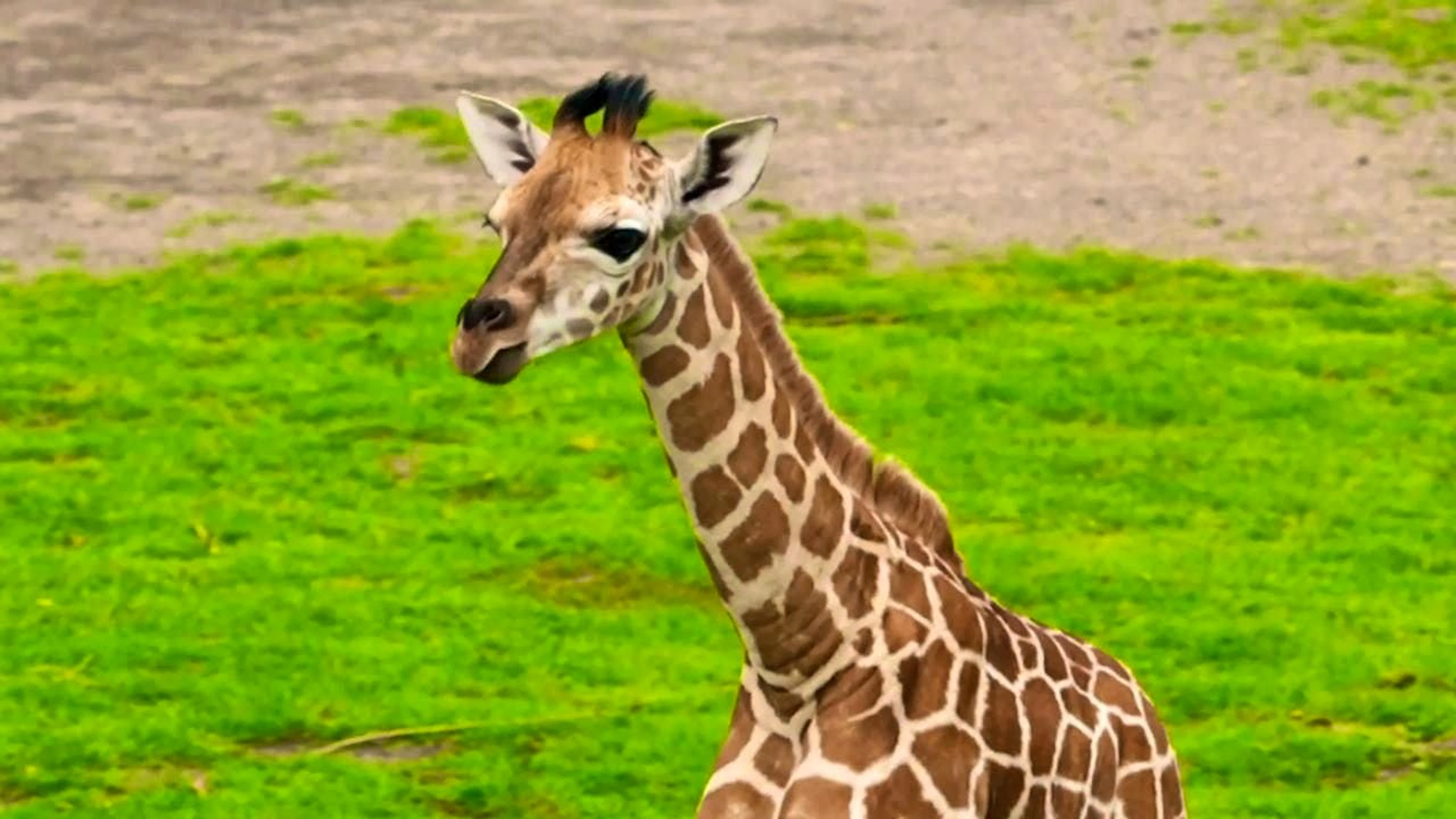 Not all giraffes are the same, as researchers have discovered. (archive picture)