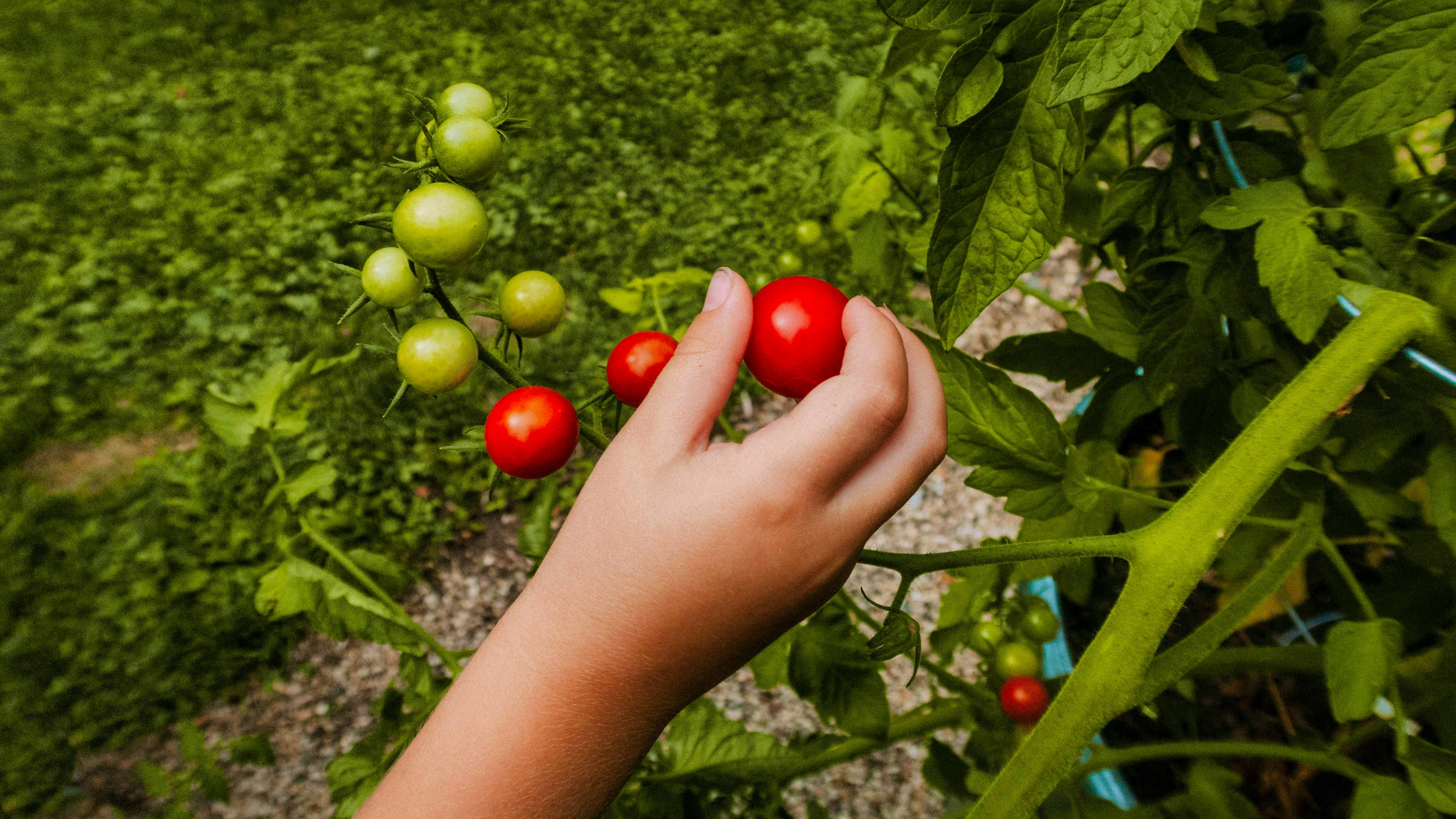 "Dumb people run, smart people wait, wise people go to the garden": Quote from Bengali philosopher Rabindranath Tagore.