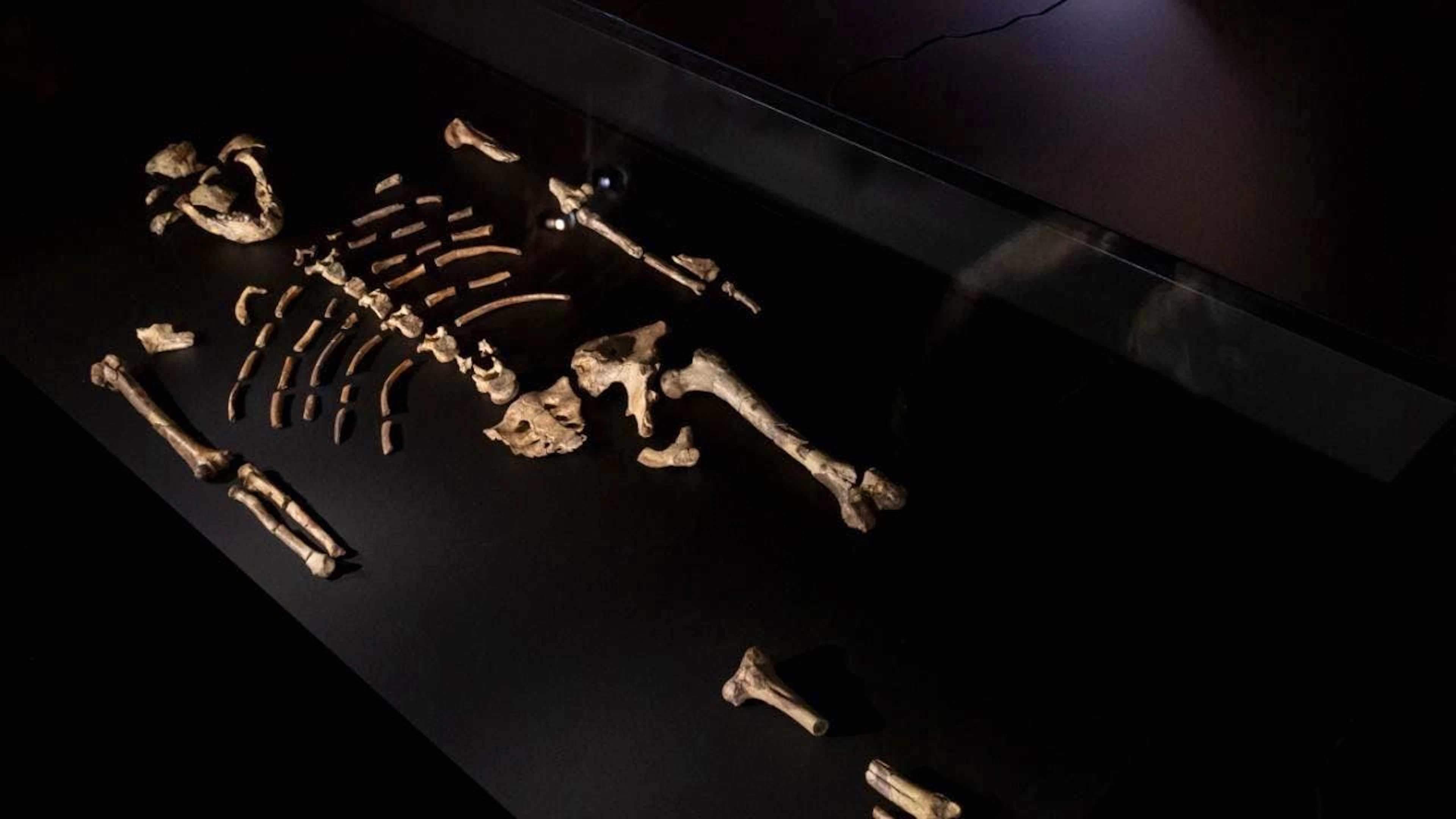 Le ossa del celebre australopiteco Lucy esposte da oggi al Museo Nazionale di Praga