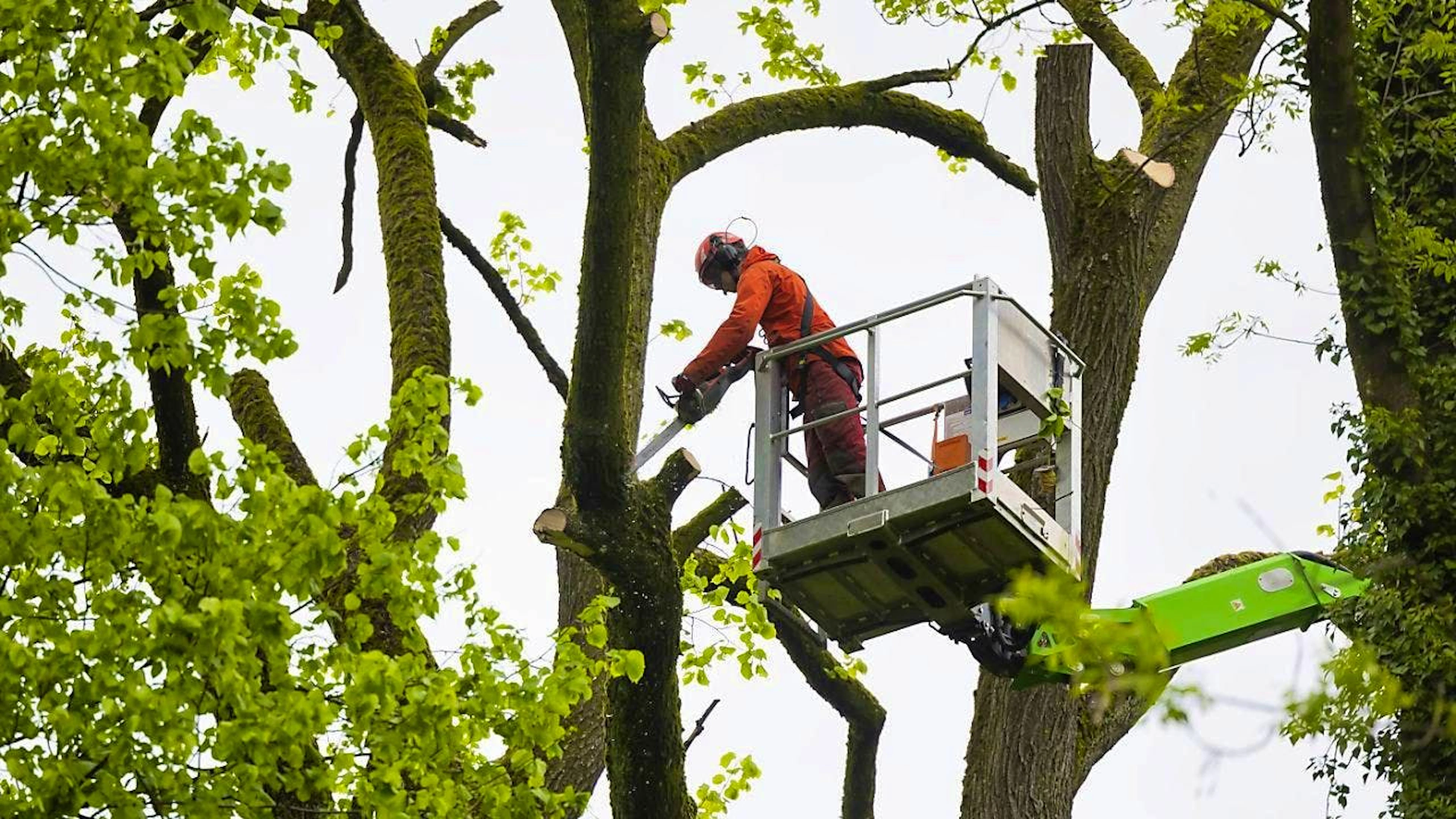 You can't just cut down trees. (symbolic image)