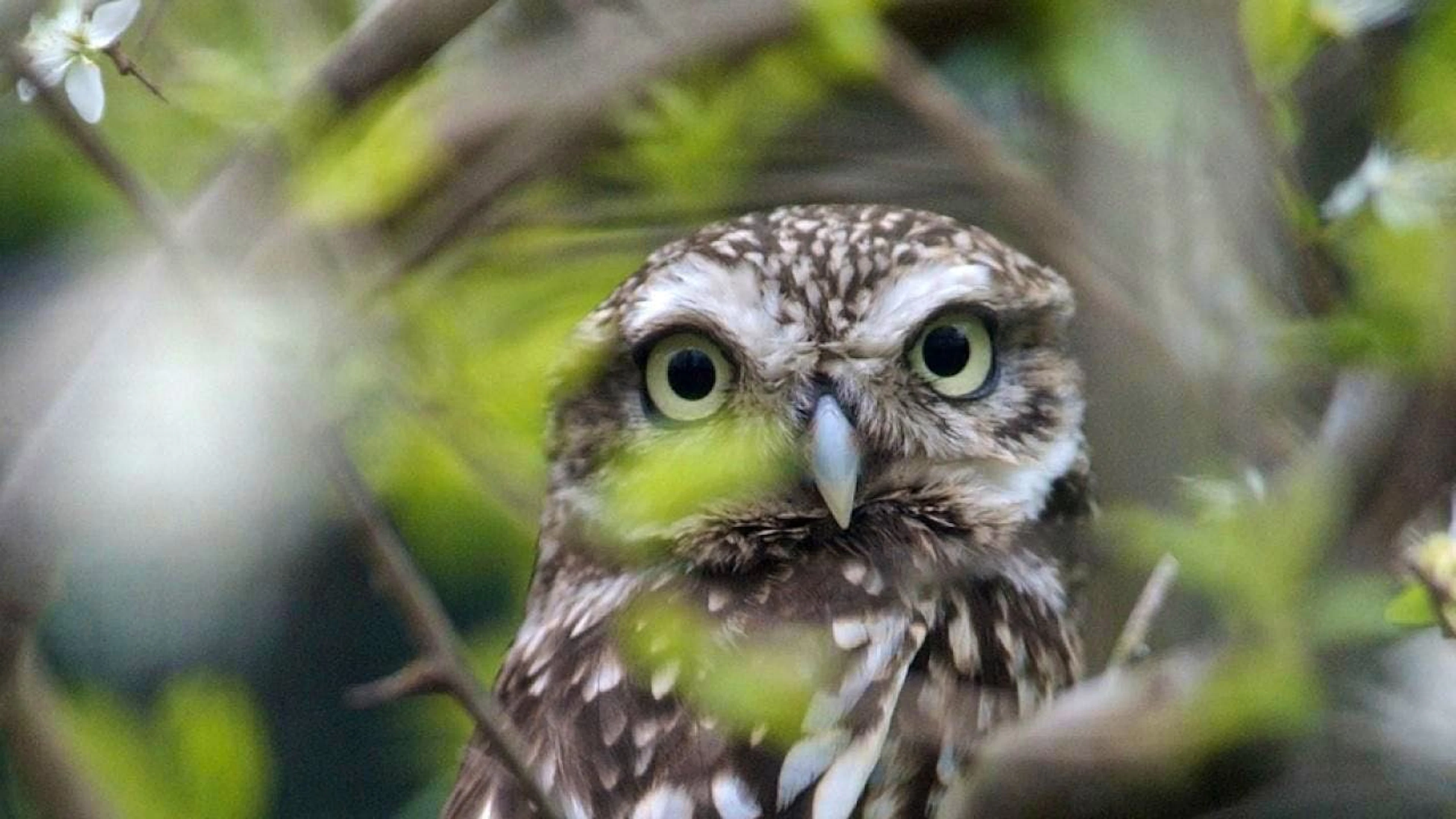 Die einst in der Schweiz fast ausgestorbenen Steinkäuze breiten sich wieder aus. (Archivbild)