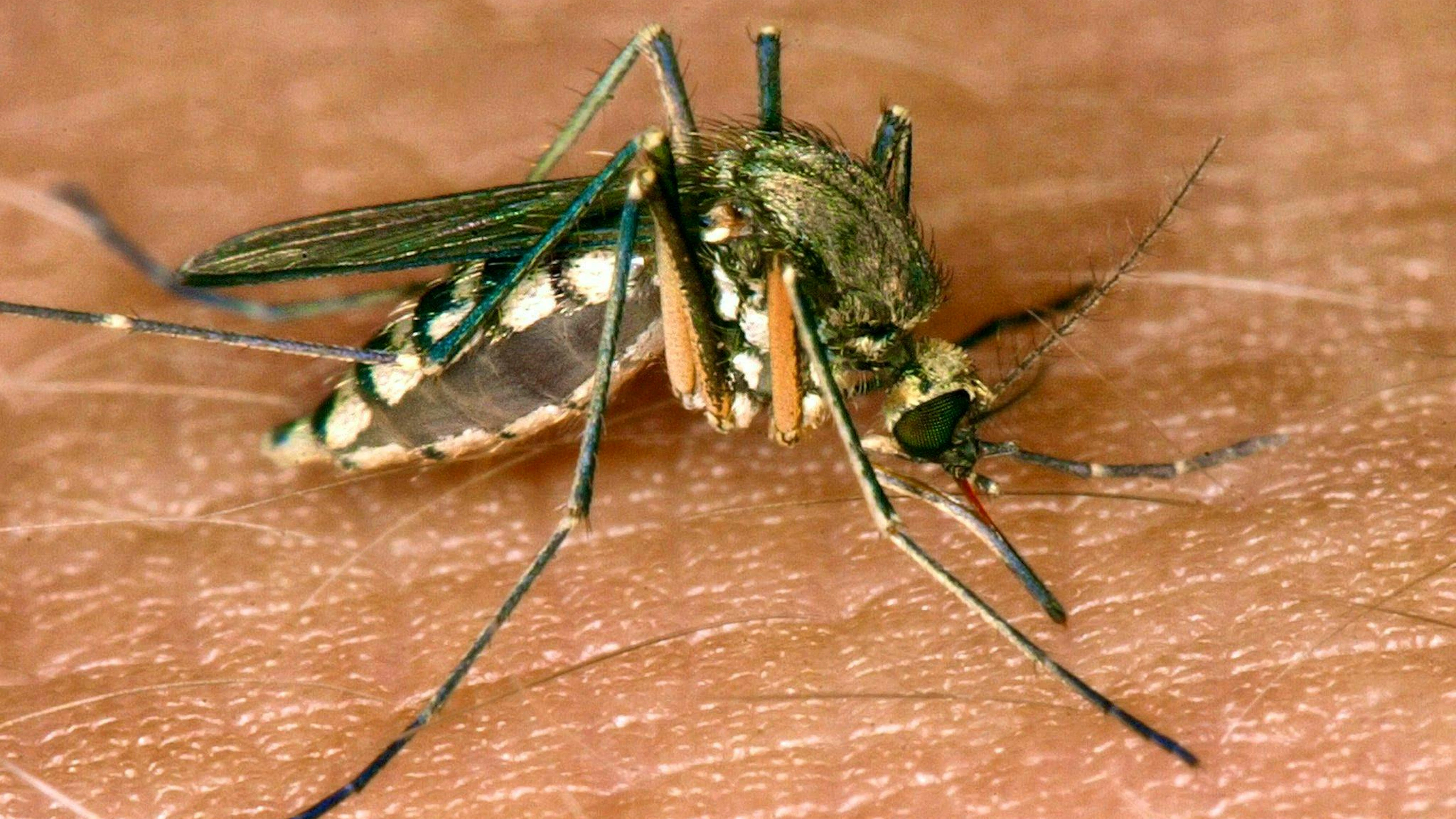 Several people have died of West Nile fever in Italy. (archive picture)