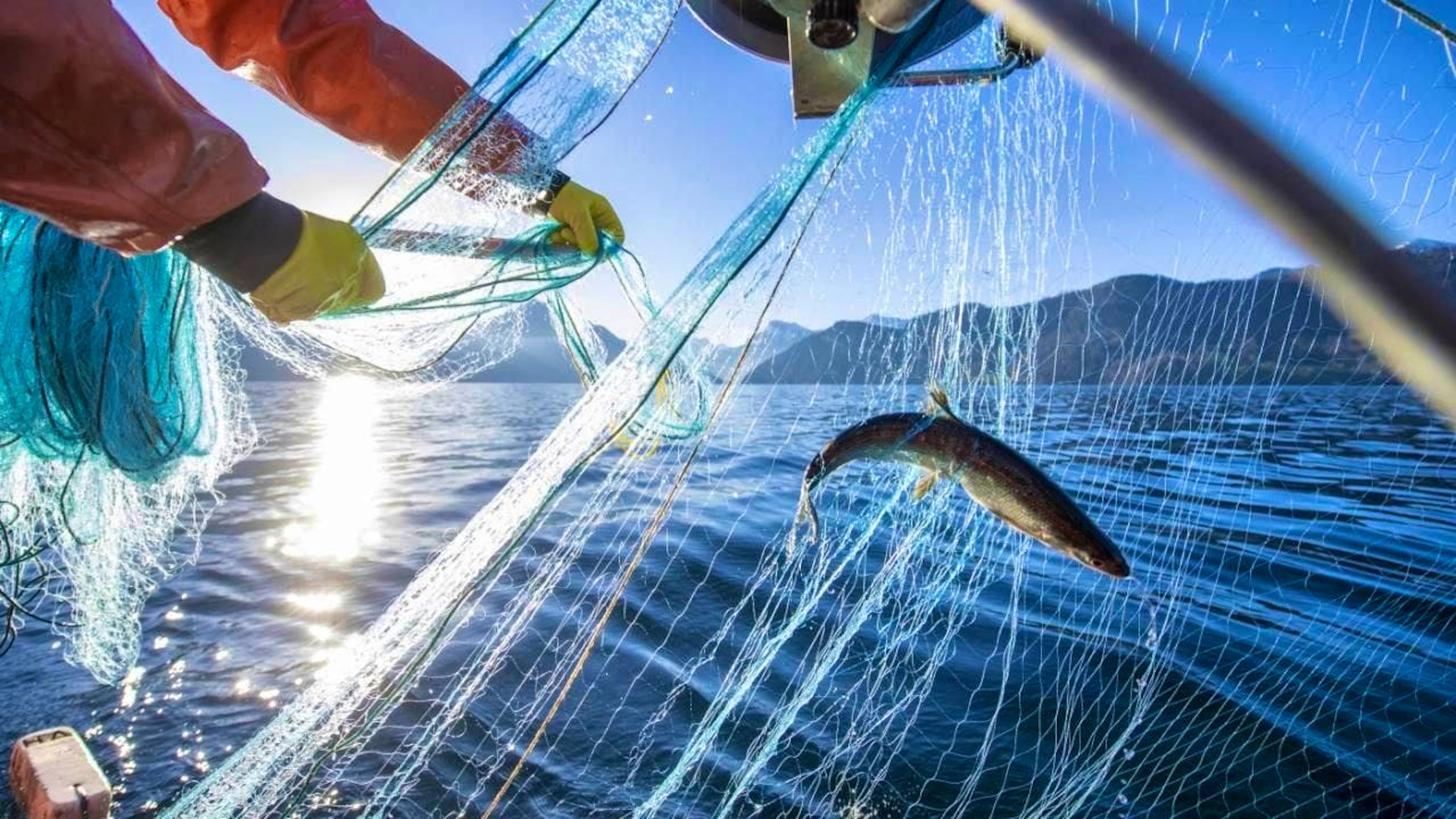 A professional fisherman on Lake Lucerne with his fishing net. The fish are primarily destined for the fish markets in and around the city of Lucerne. (Archive image 2022)