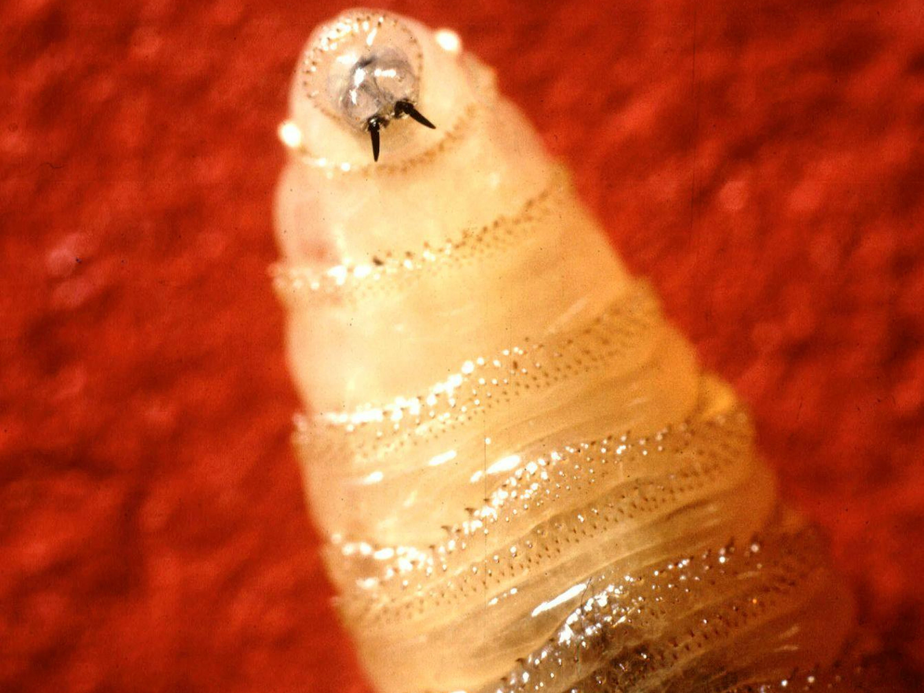 Die Larven der Neuwelt-Schraubenwurmfliege fressen sich tief ins Fleisch.