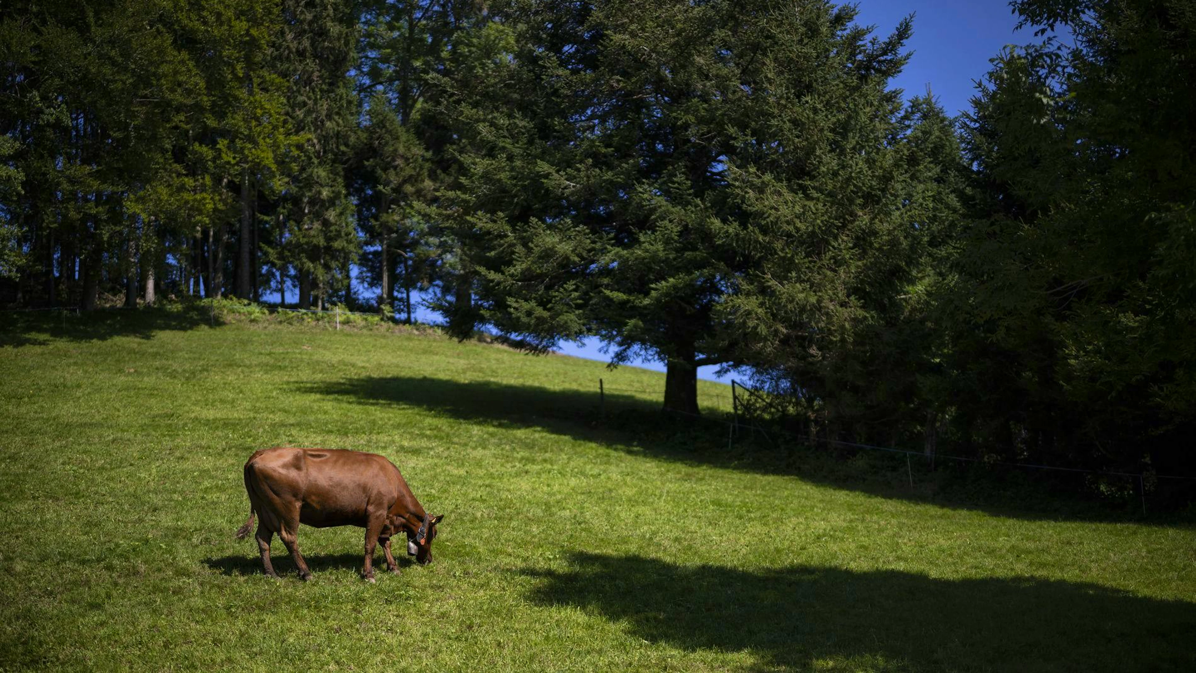 Bei einem Ostschweizer Bauernhof wurden hohe PFAS-Werte im Boden und Fleisch entdeckt.