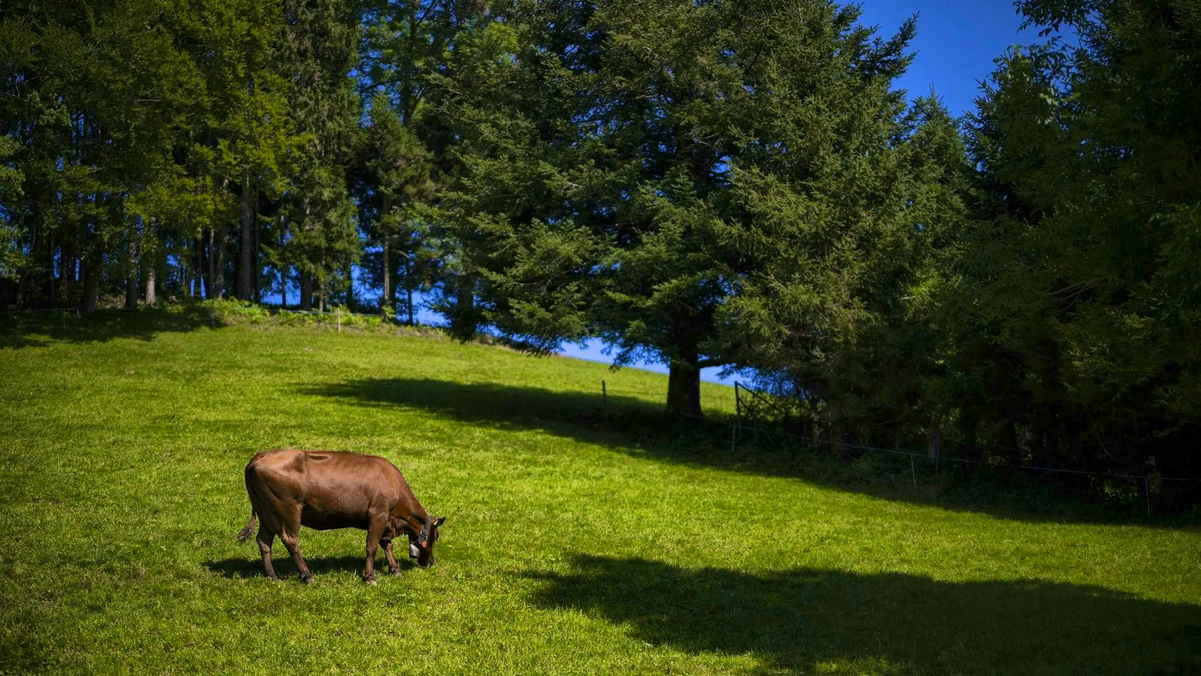 High PFAS levels were discovered in the soil and meat at a farm in eastern Switzerland.