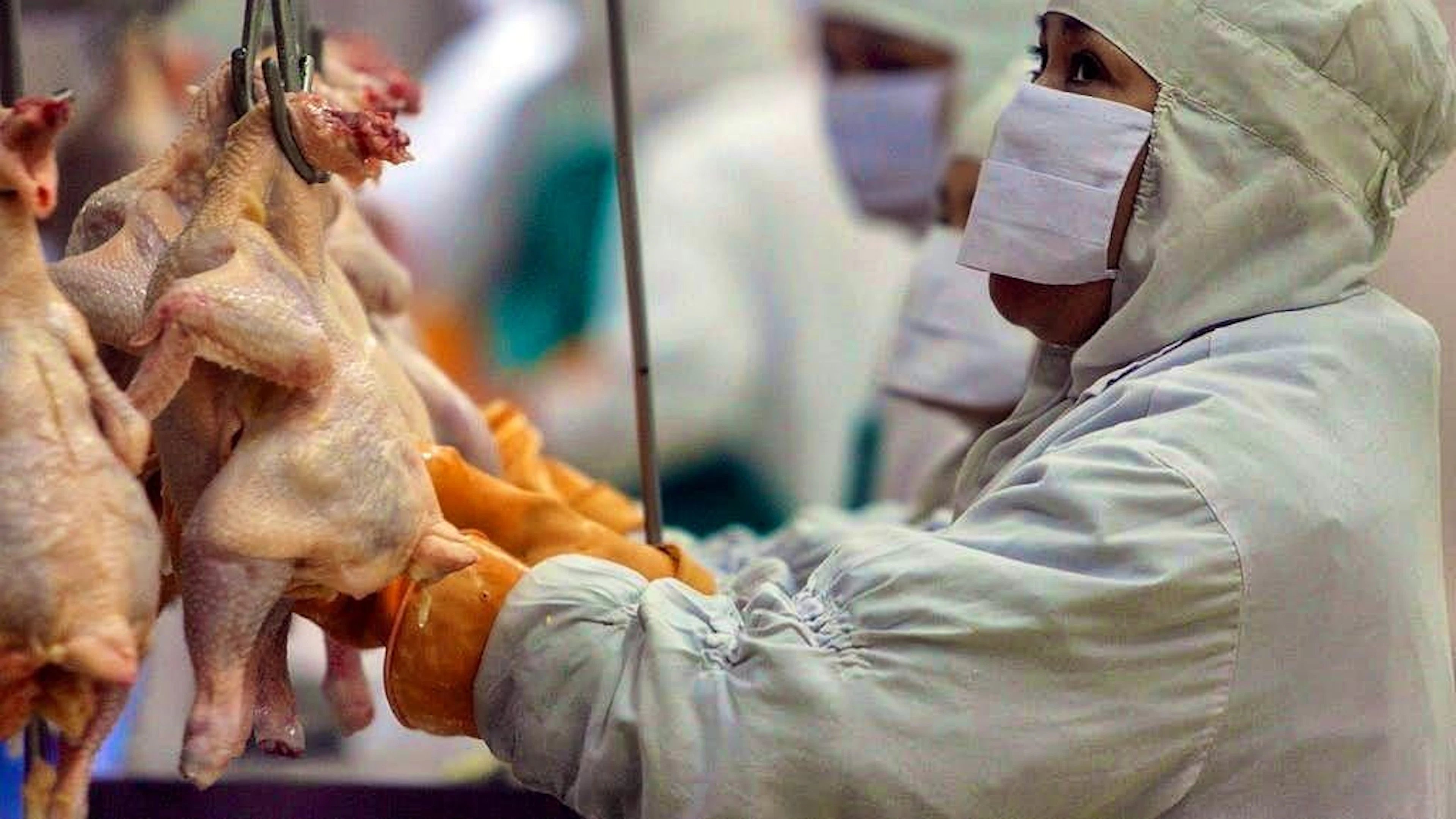 More and more poultry is being eaten in Switzerland.