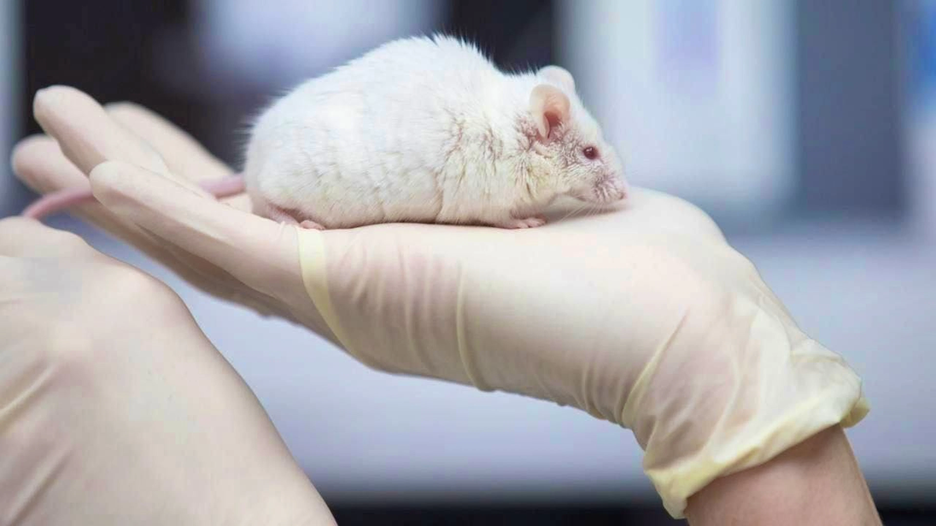 Mice were still the most commonly used animals in animal experiments in 2024 (Archive image)