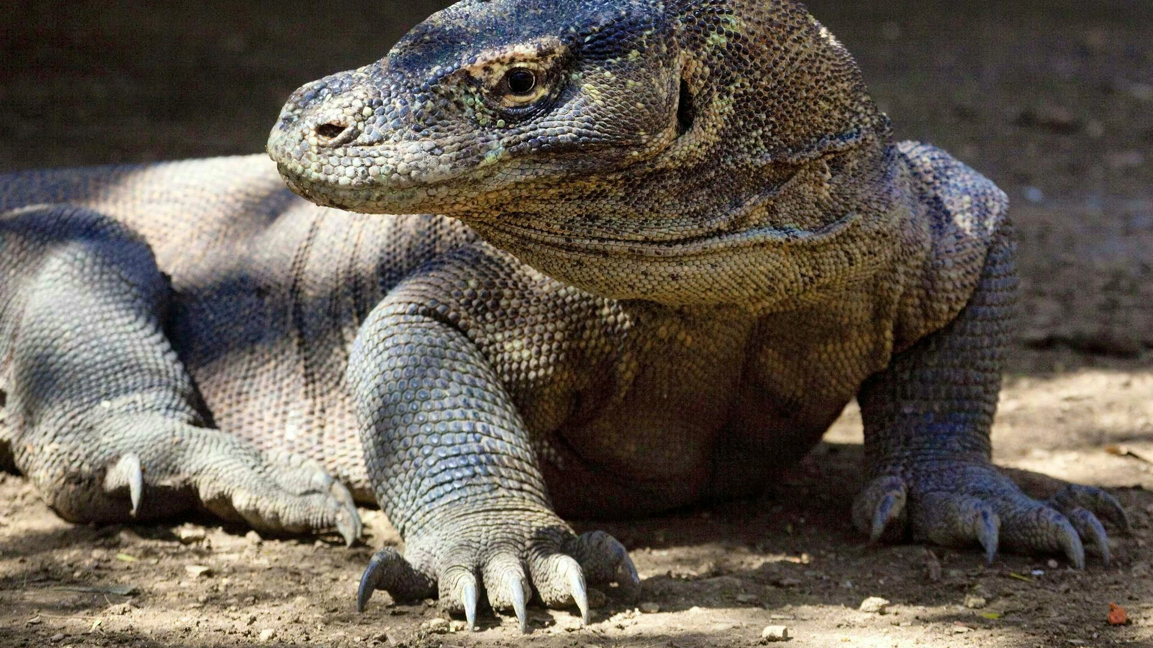 I draghi di Komodo sono ufficialmente classificati come specie «in pericolo». (foto d'archivio)