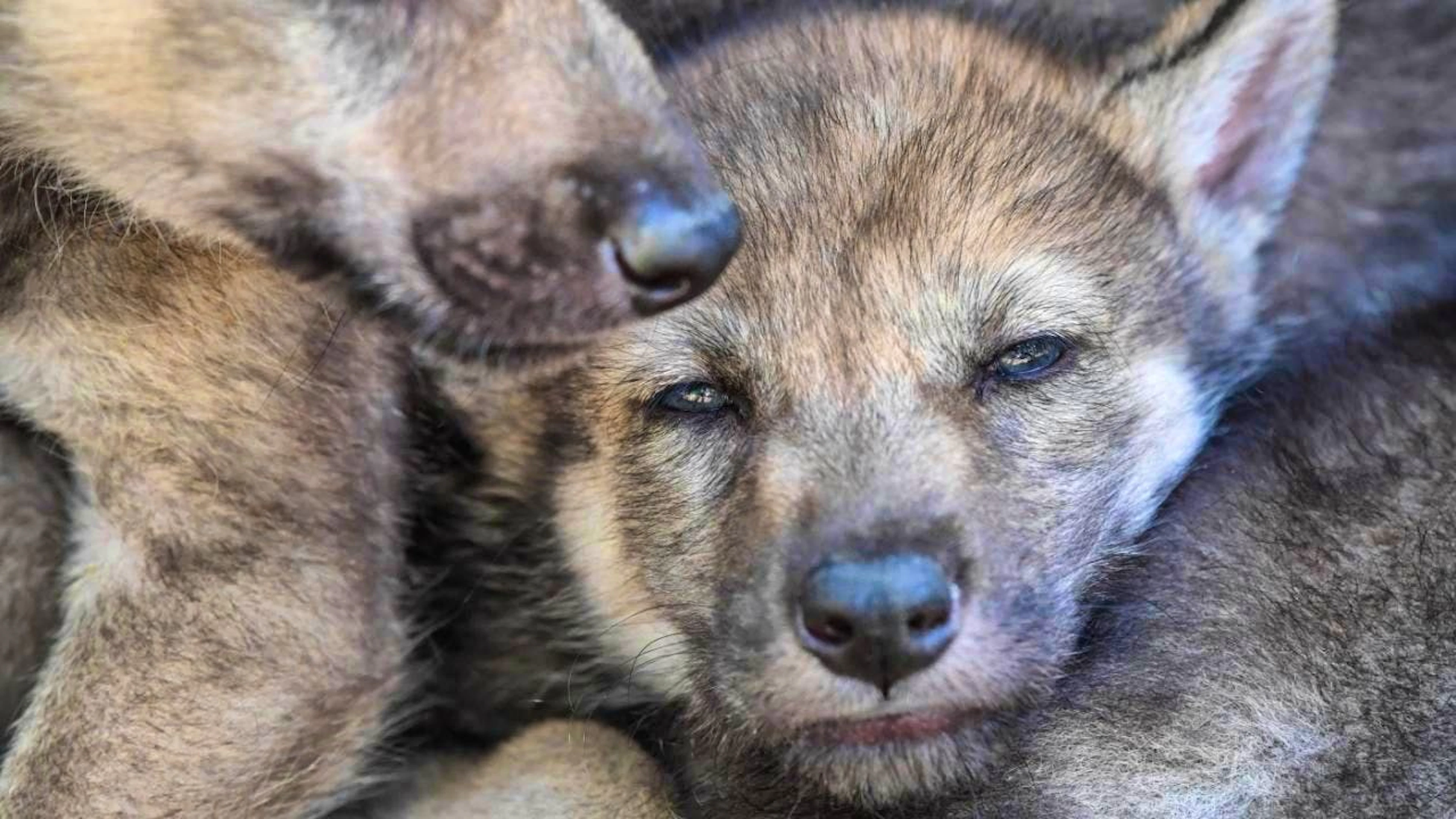 Two wolf pups cuddle up to each other. As of the beginning of October 2025, the canton of Graubünden can shoot young wolves in eight of the 13 packs. Another pack will also be wiped out completely. (symbolic image)