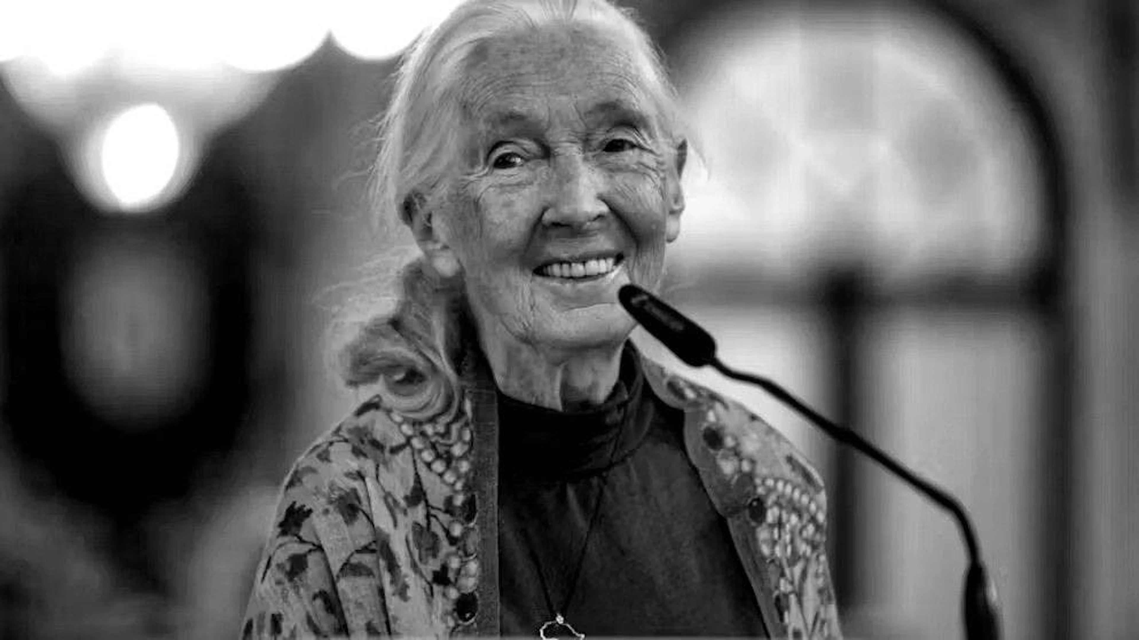 Jane Goodall a consacré une grande partie de sa vie aux primates sur le terrain.  En mai dernier encore, elle participait à une conférence en Espagne (ci-contre).