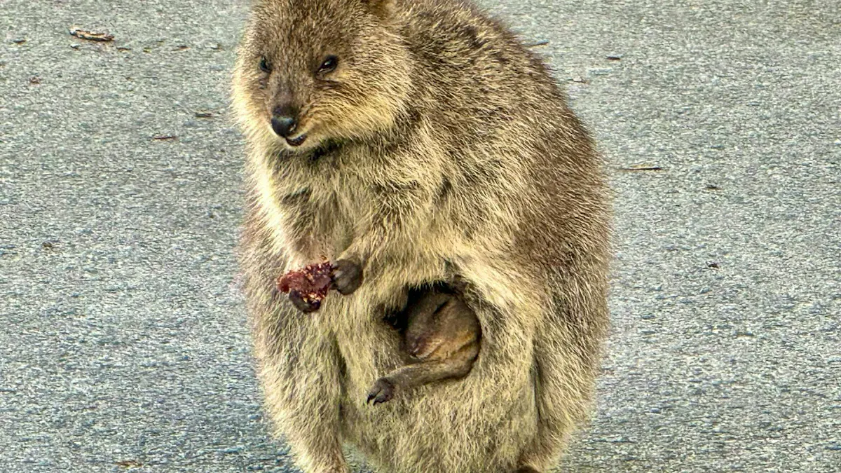 Australia's selfie stars: A visit to the smiling quokkas