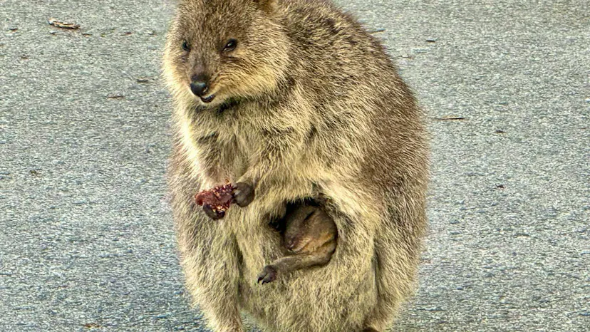 Australia's selfie stars: A visit to the smiling quokkas