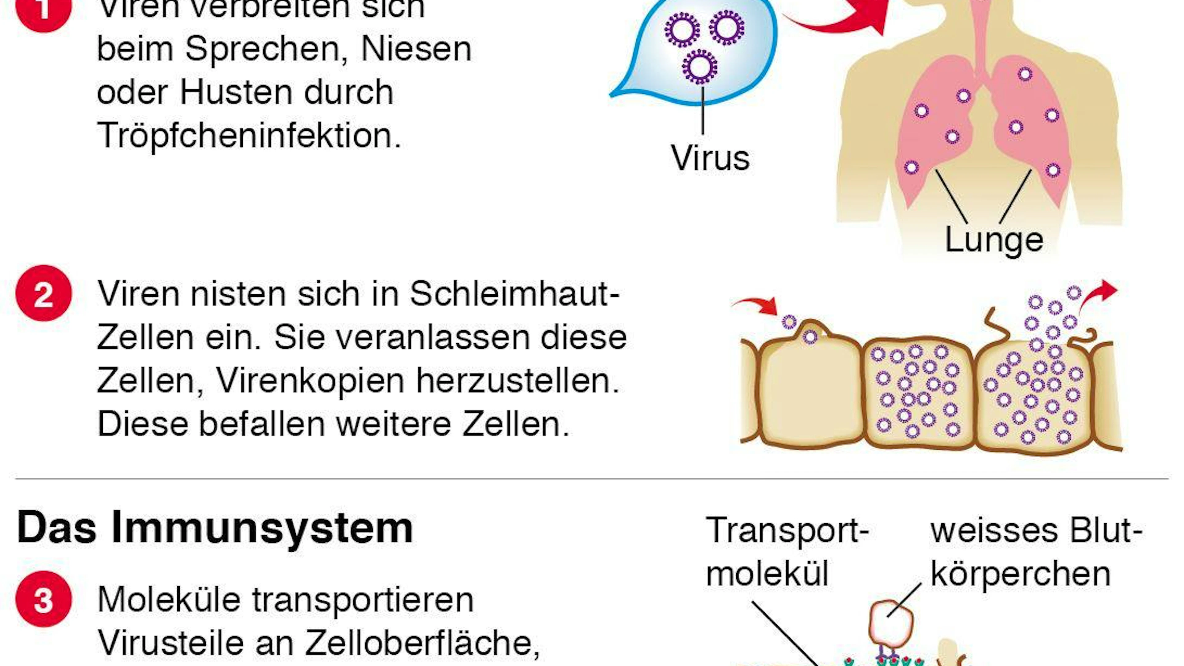 So kommts zur Grippe.