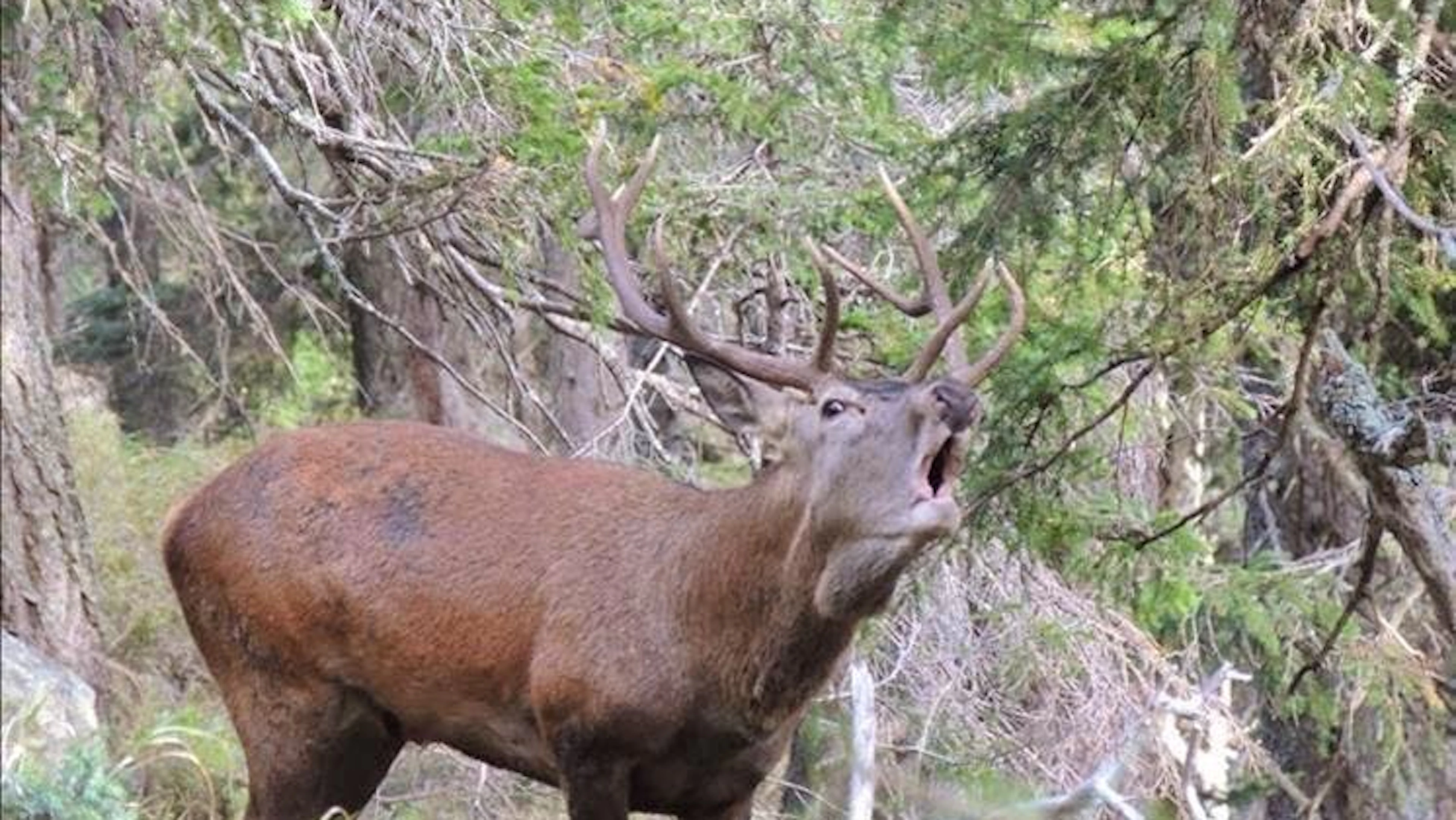 Le catture stagionali di cervi, rispetto al 2024, sono aumentate da 1’722 a 2’163 capi