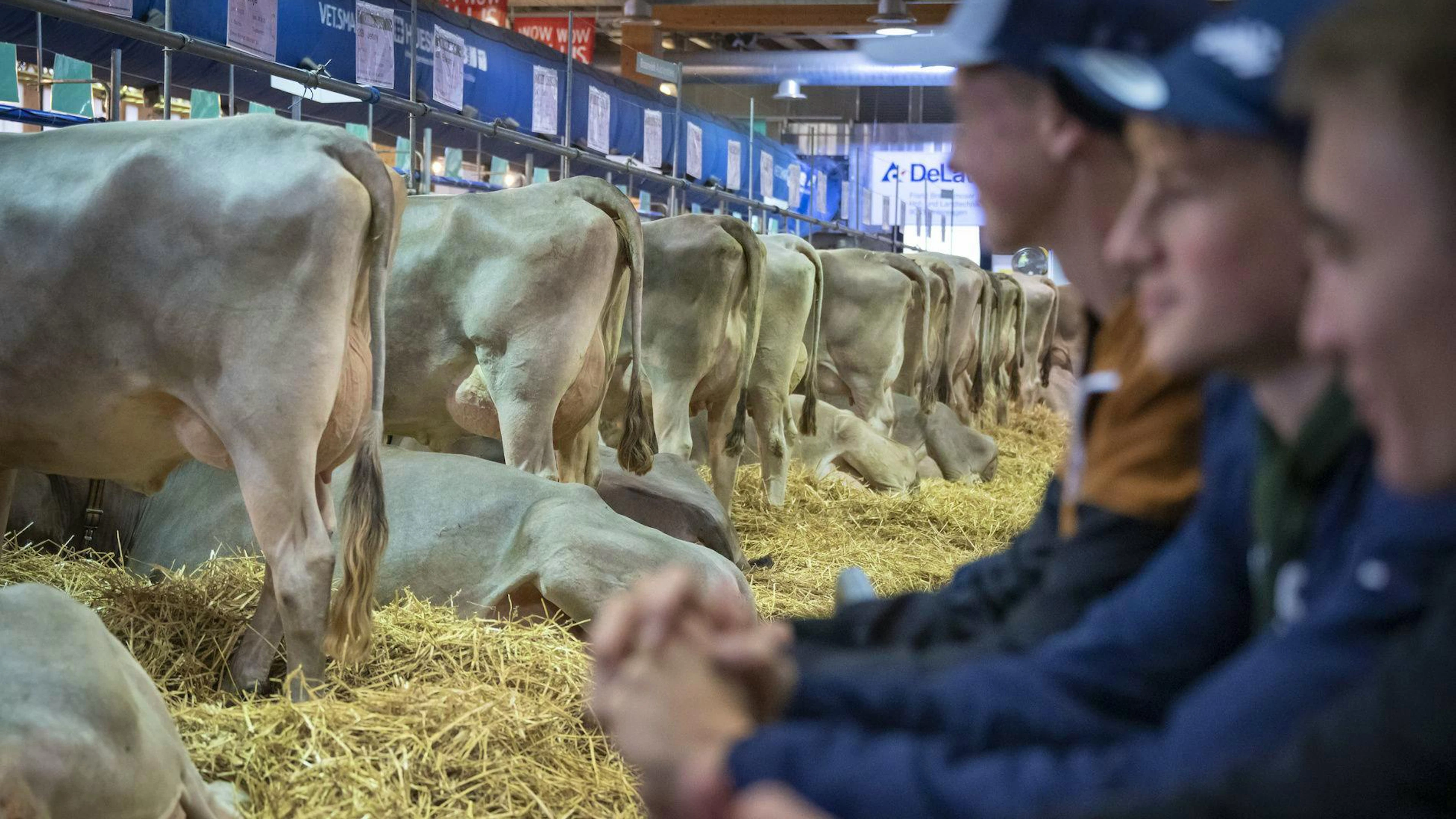 Des visiteurs regardent des vaches dans le hall 7 lors de l'inauguration de la 82e édition du salon suisse de l'agriculture et de l'alimentation OLMA, le jeudi 9 octobre 2025 à Saint-Gall. Le salon se tiendra du 9 au 19 octobre 2025. (KEYSTONE/Andreas Becker)