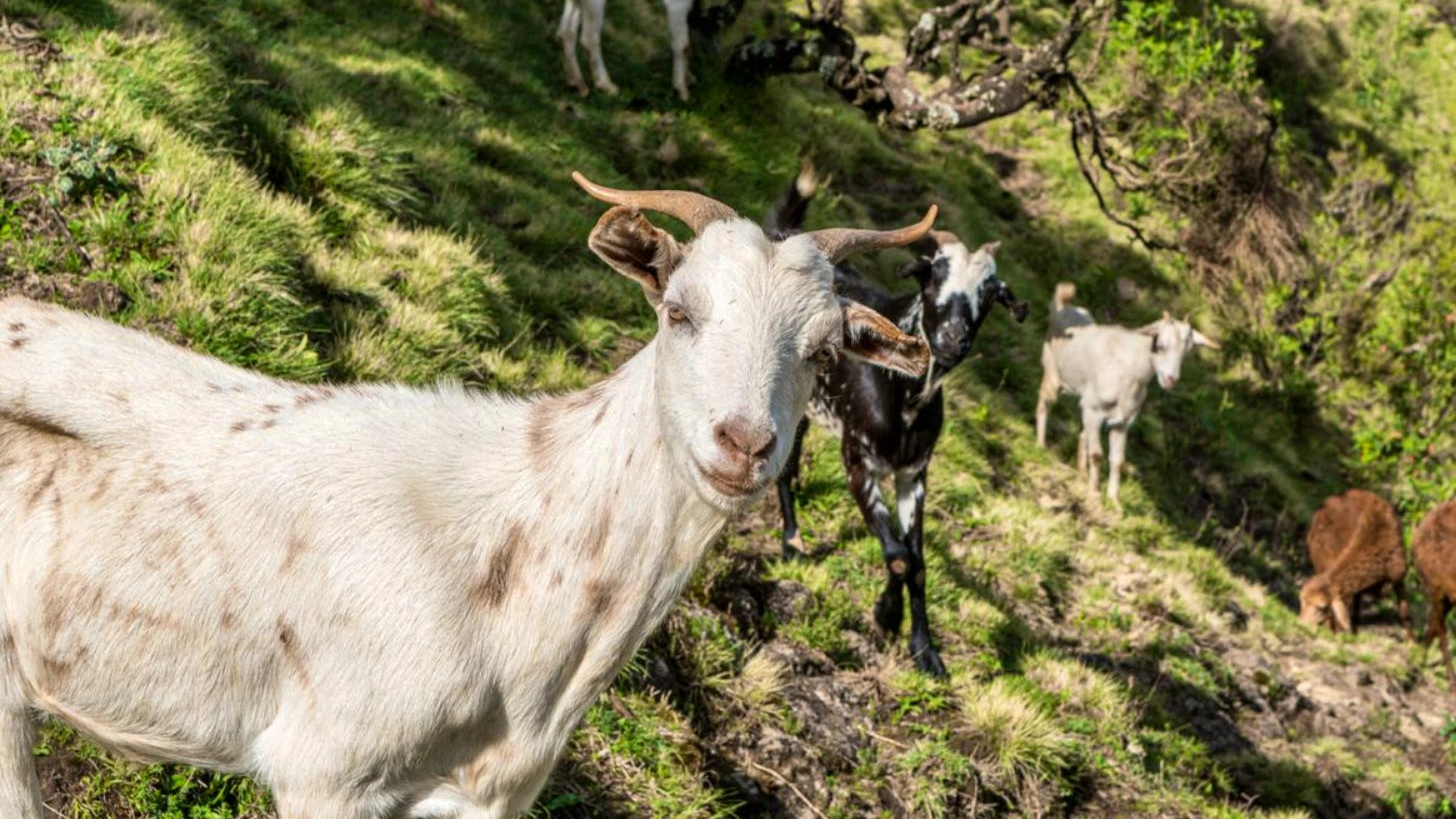 Wie wurde das segensreiche Getränk der Menschheit eigentlich zugänglich gemacht? Möglicherweise dank eines Tieres: Laut Überlieferung machte ein Ziegenhirte im Äthiopien des 9. Jahrhunderts die Beobachtung, dass seine Tiere sich nach der Verkostung von Kaffeekirschen irgendwie aufgedreht benahmen. Ein Mönch soll daraufhin mit Kaffee experimentiert und ihn als Getränk entdeckt haben.