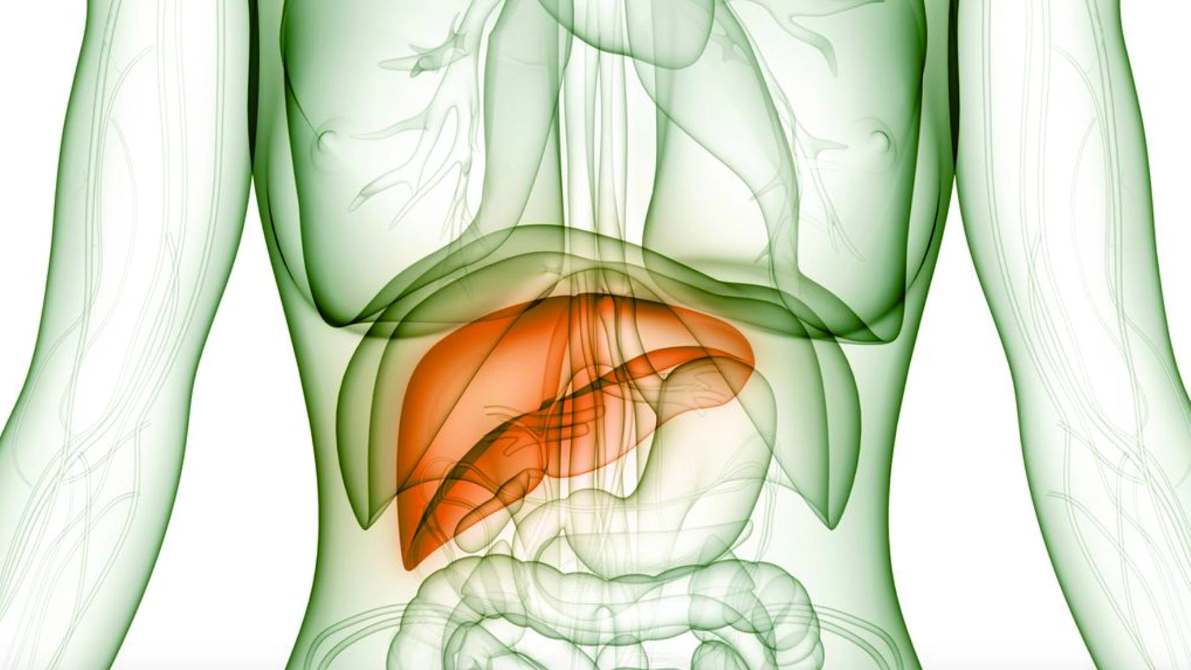 Den Ruf als Gesundheits-Gefährder ist Kaffee weitgehend los. Umgekehrt werden immer wieder neue positive Wirkungsweisen auf den menschlichen Körper entdeckt. Einer aktuellen britischen Studie zufolge soll Kaffeekonsum zum Beispiel chronischen Erkrankungen der Leber vorbeugen können. Als ideale Menge diesbezüglich gelten drei bis vier Tassen am Tag. Der Koffeingehalt ist dabei unerheblich.