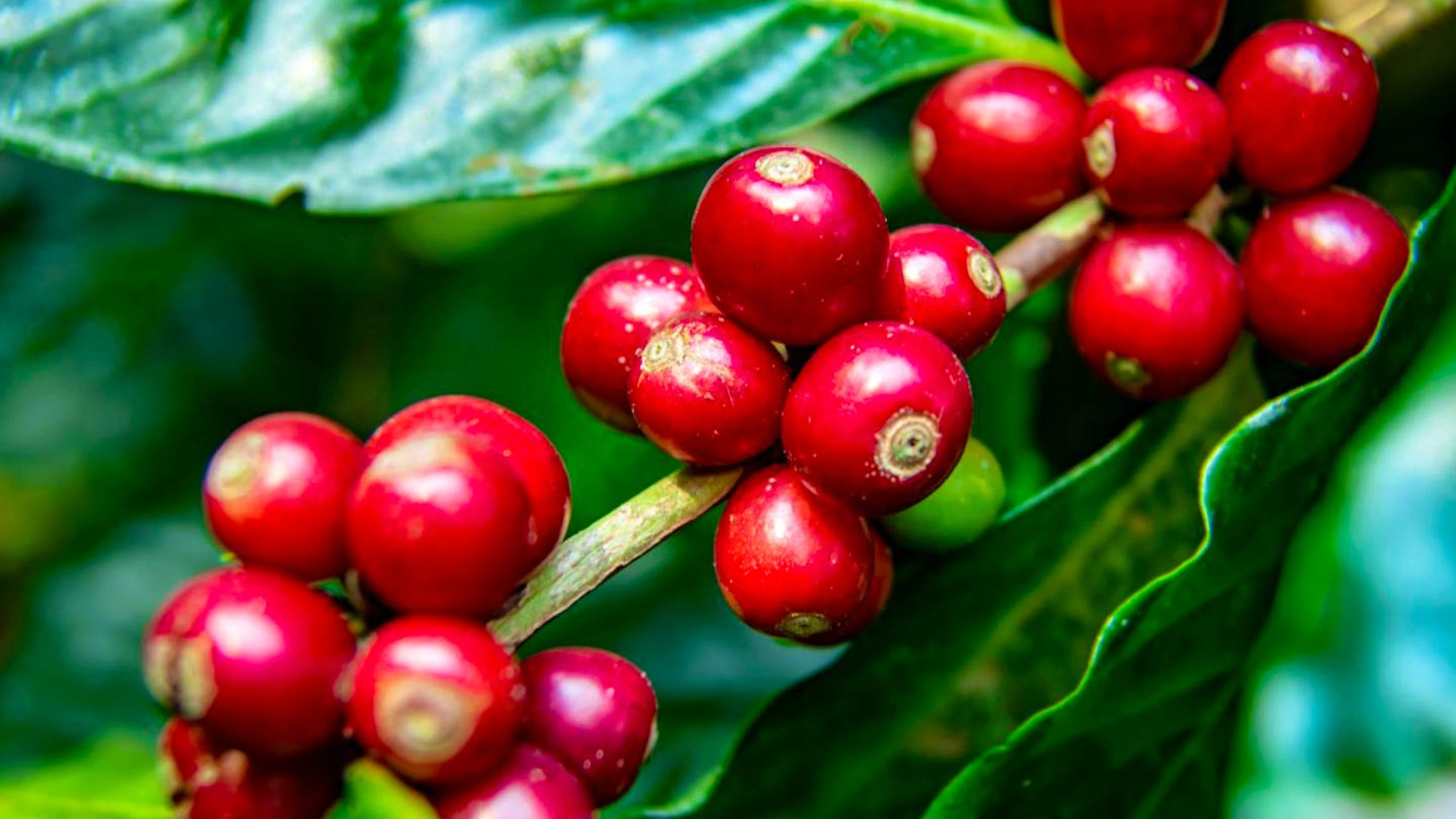 Zwar ist die Rede von der Kaffee-Bohne, genau genommen handelt es sich dabei aber um einen Samen: Es ist der Kern der Kaffeekirsche. Die meisten Früchte haben sogar zwei davon.