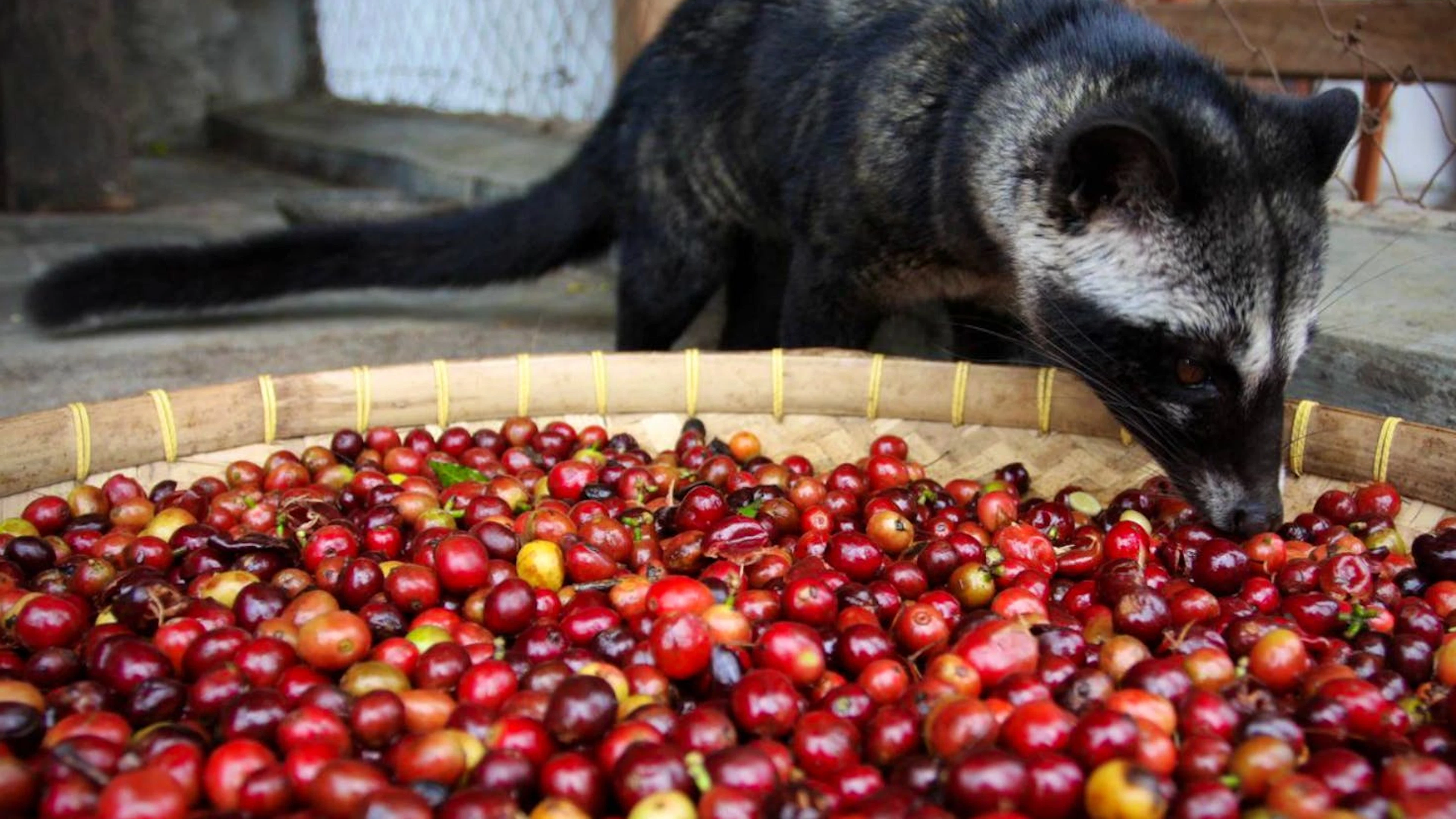 Kaffeekirschen stehen auch auf dem Speiseplan einer indonesischen Schleichkatze (Civet). Die Kerne werden wieder von dem Tier ausgeschieden. Daraus wurde die Idee geboren, aus diesen Bohnen, die gewissermassen ein spezielles «Verfahren» durchlaufen haben, einen besonders exquisiten Kaffee zu rösten: «Kopi Luwak».