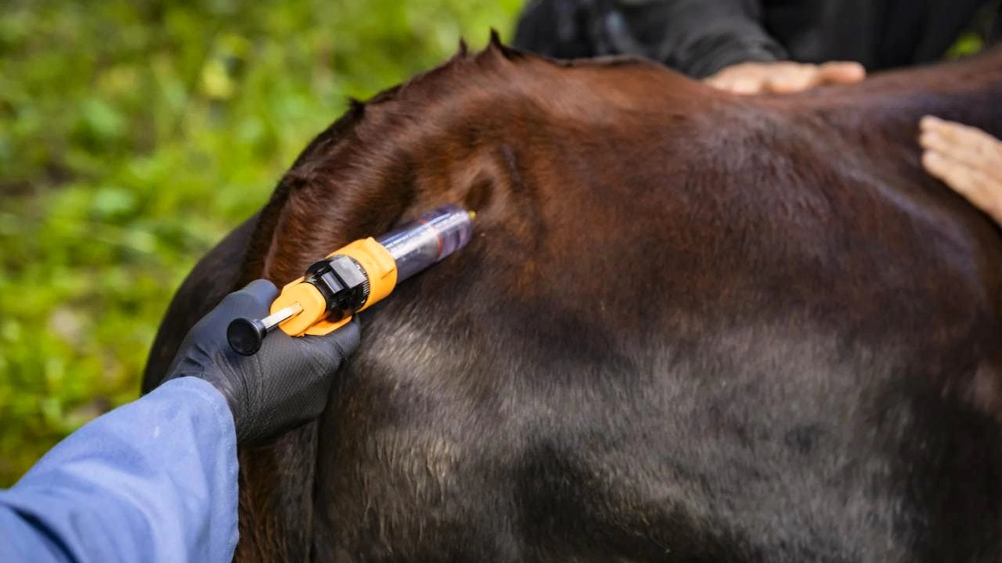 Après avoir notamment rendu la vaccination obligatoire des vaches contre la dermatose nodulaire, le gouvernement français a levé les restrictions imposées aux éleveurs de Savoie et Haute-Savoie (archives).