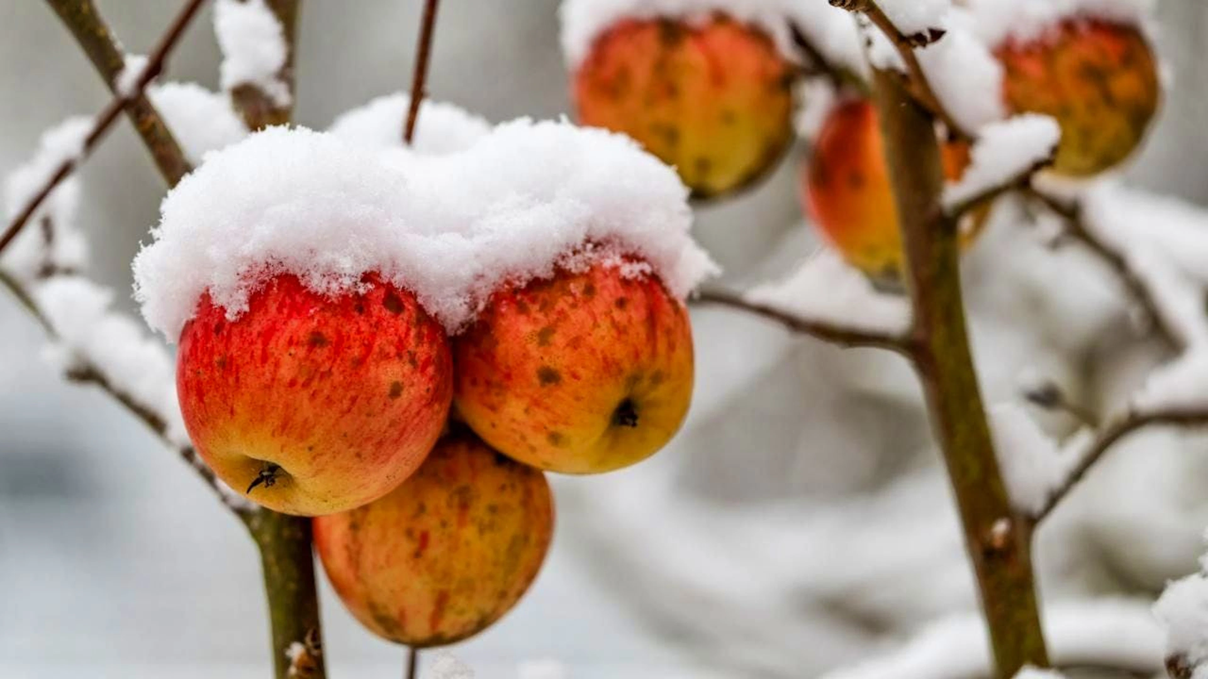 Les quelques fruits laissés sur les arbres aident les oiseaux à passer l'hiver (archives).