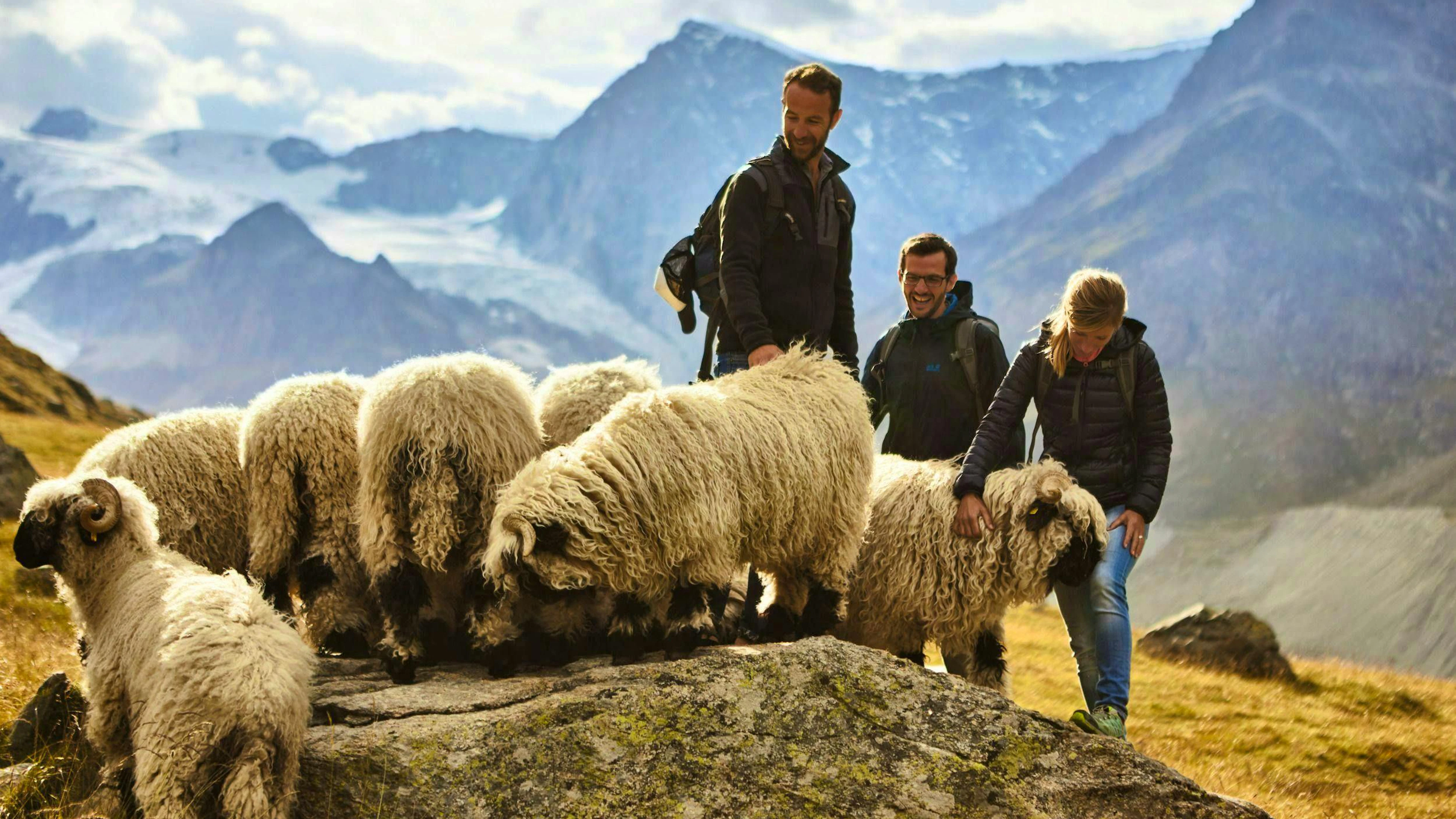 La foudre tue 97 moutons à nez noir dans un alpage