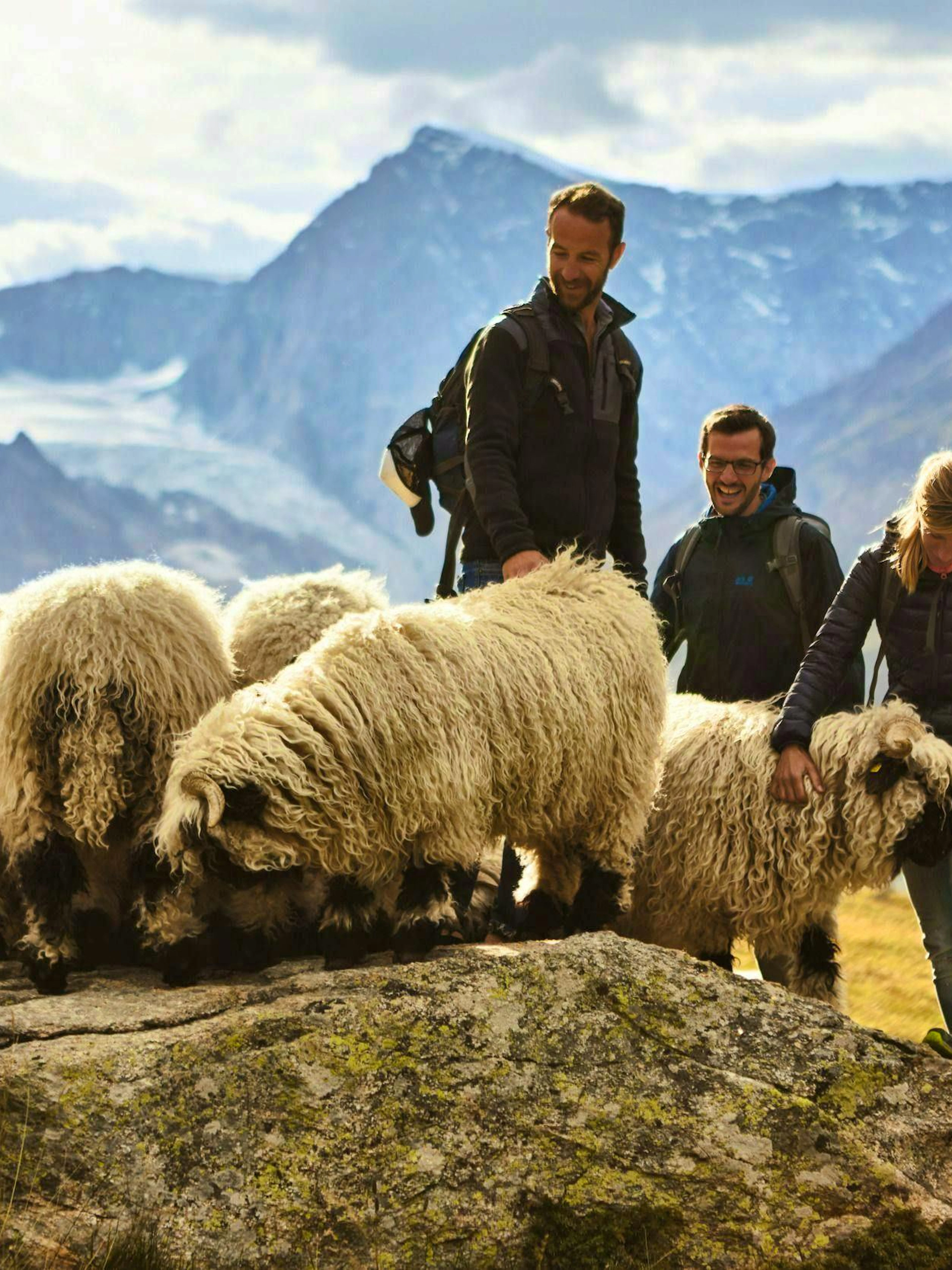 La foudre tue 97 moutons à nez noir dans un alpage