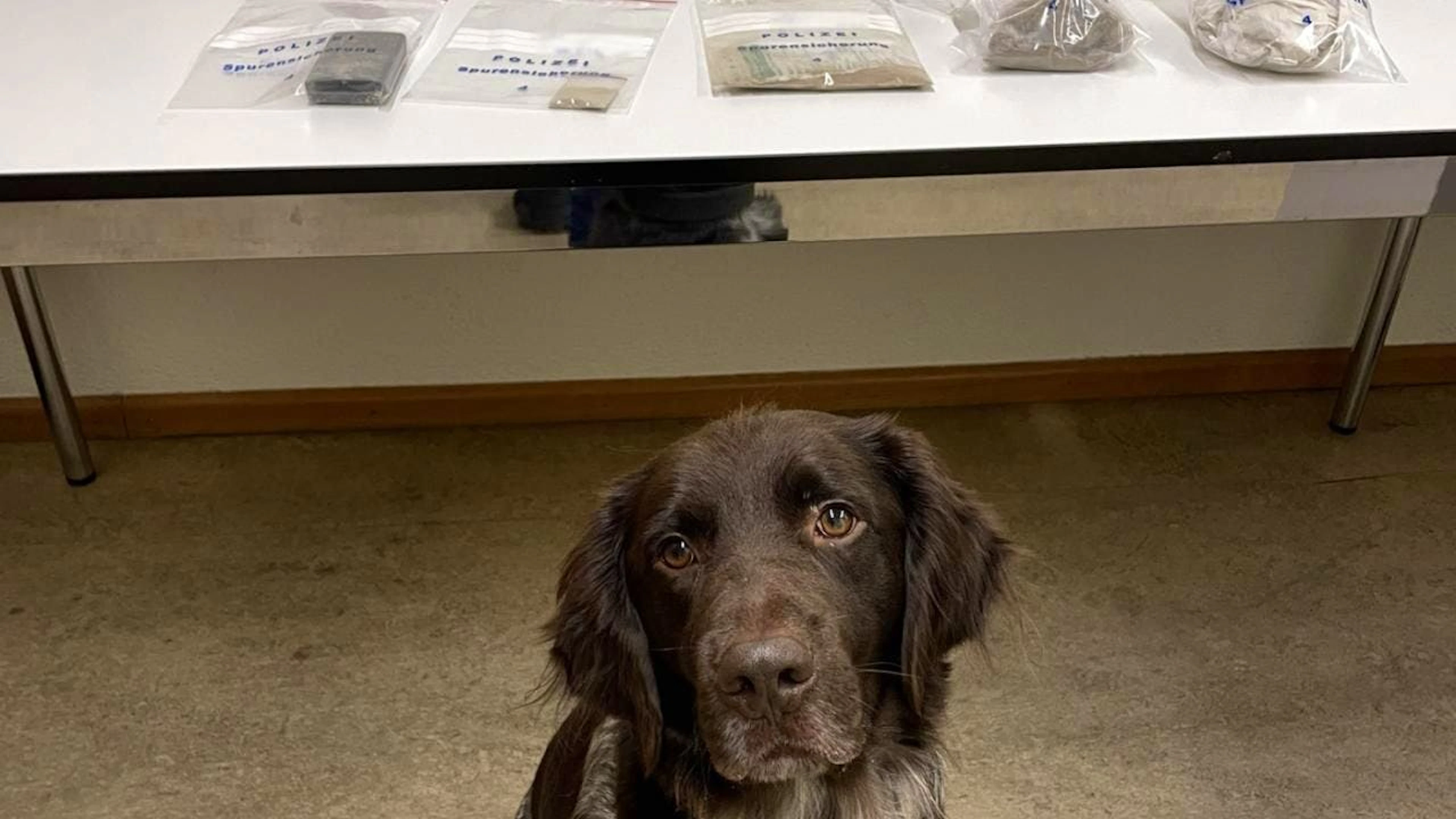 Con l'aiuto del cane antidroga Faro la polizia cantonale grigionese ha sequestrato 450 grammi di eroina. Il presunto corriere della droga, un 24enne albanese, è stato arrestato.