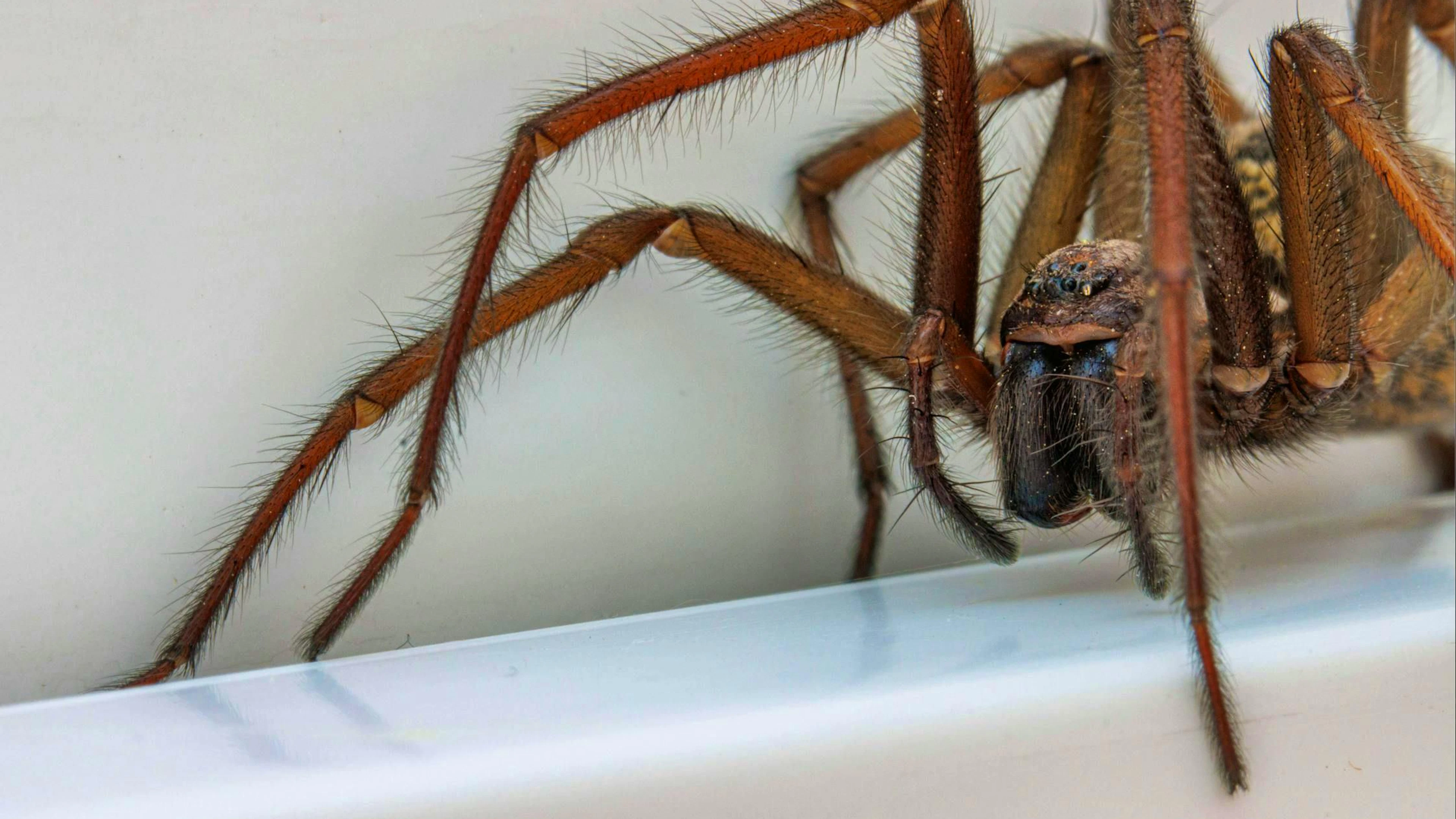 Primo piano di un ragno domestico (immagine simbolica).