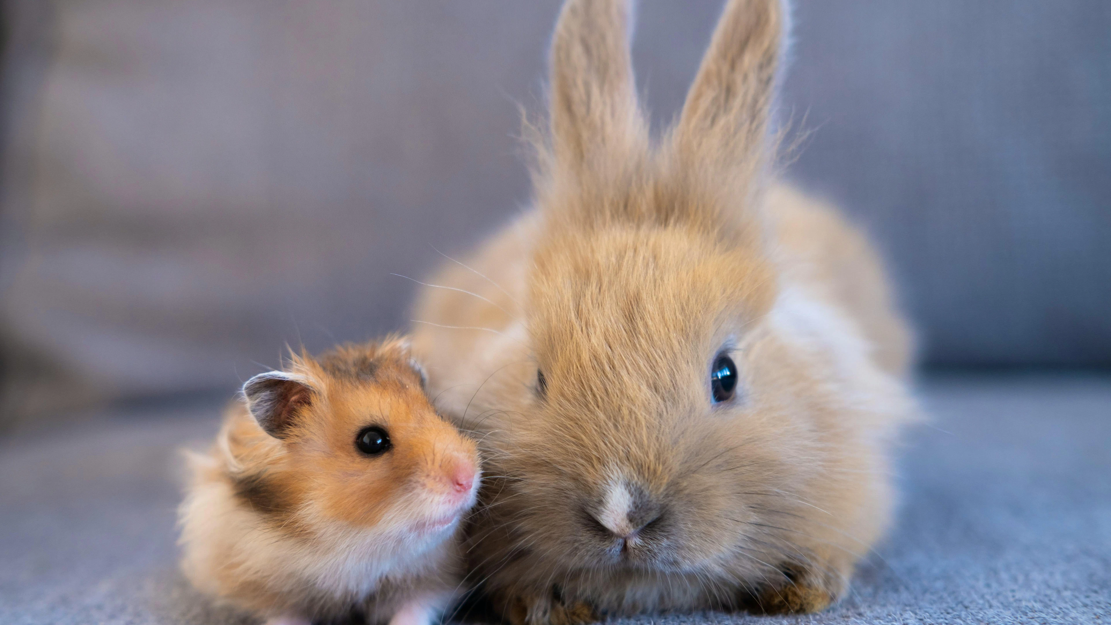Après avoir été déposé, l'animal est examiné, soigné et proposé à l'adoption au bout de deux mois. (image prétexte)