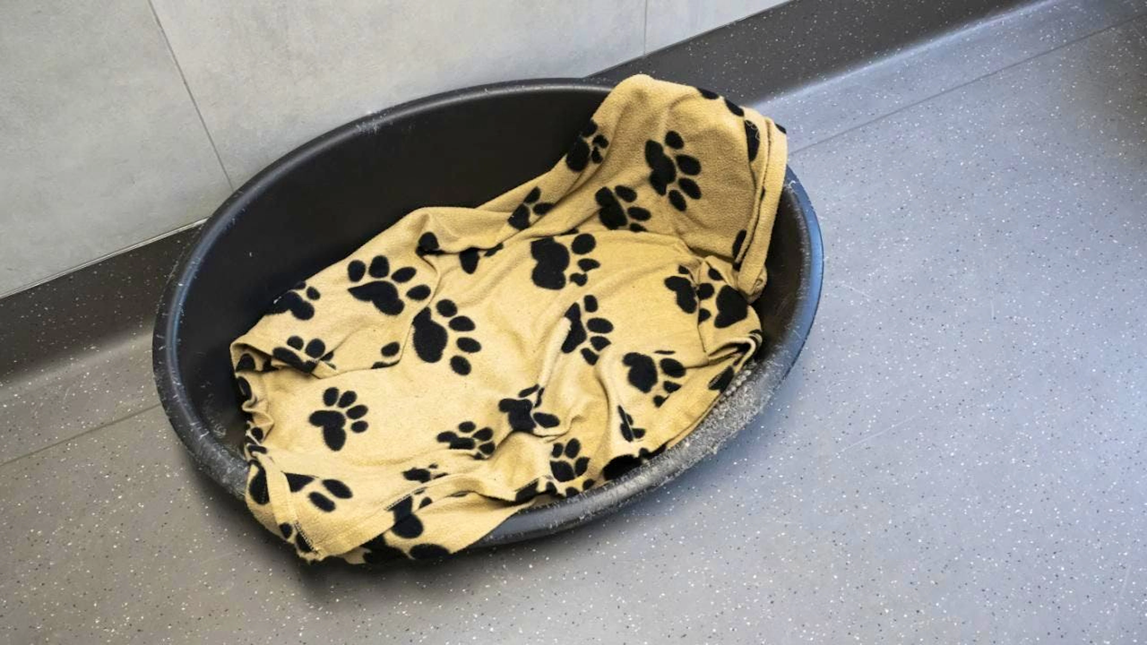 In einer Zürcher Hundepension starben elf Hunde. Die Polizei geht von einer Vergiftung aus. (Symbolbild)