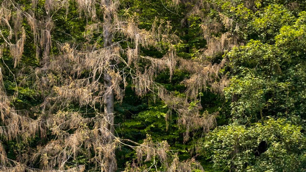 Insect infestation is killing more and more trees in Europe