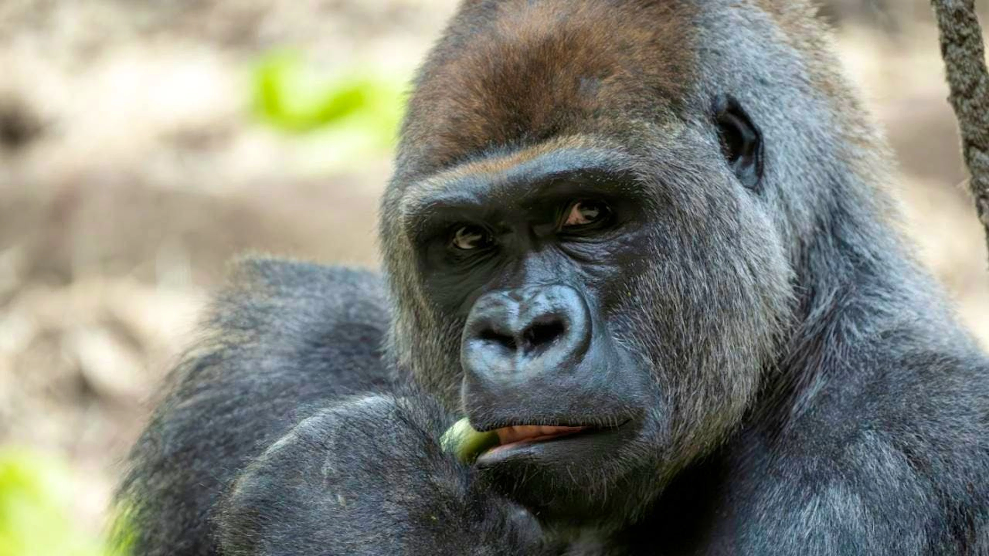 Arrivé récemment au zoo de Bâle, Yeba s'est déjà rapidement accouplé avec la femelle Makala. Le nouveau mâle dominant âgé de 13 ans est arrivé en provenance du parc Wow Safari Thoiry, situé à l'ouest de Paris.