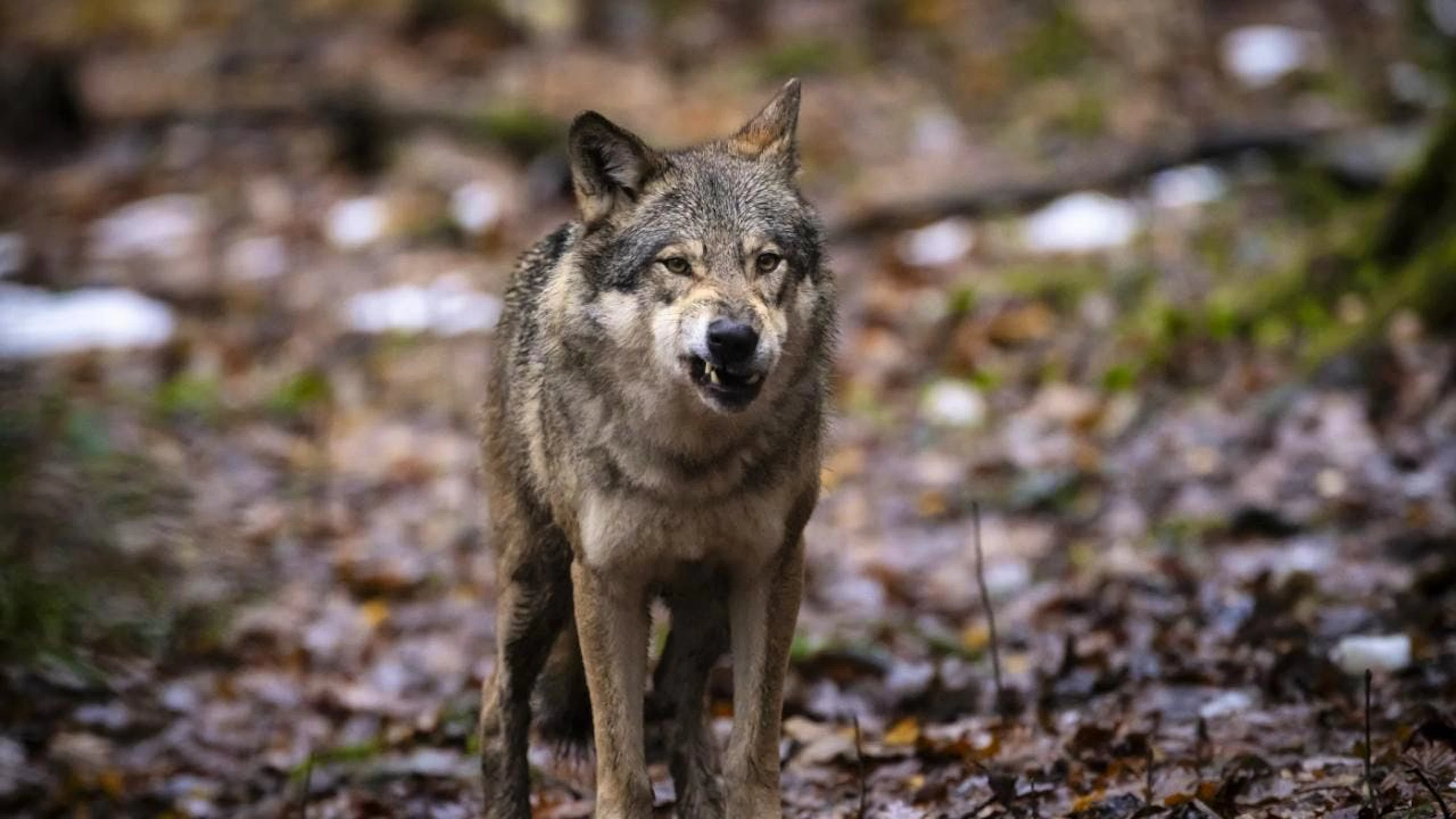 I branchi di lupi Muchetta e Sinestra hanno mostrato dei «comportamenti indesiderati», avvicinandosi a centri abitati e uccidendo numerosi animali da reddito. Per questo il Canton Grigioni li vuole eliminare completamente (foto d'archivio).