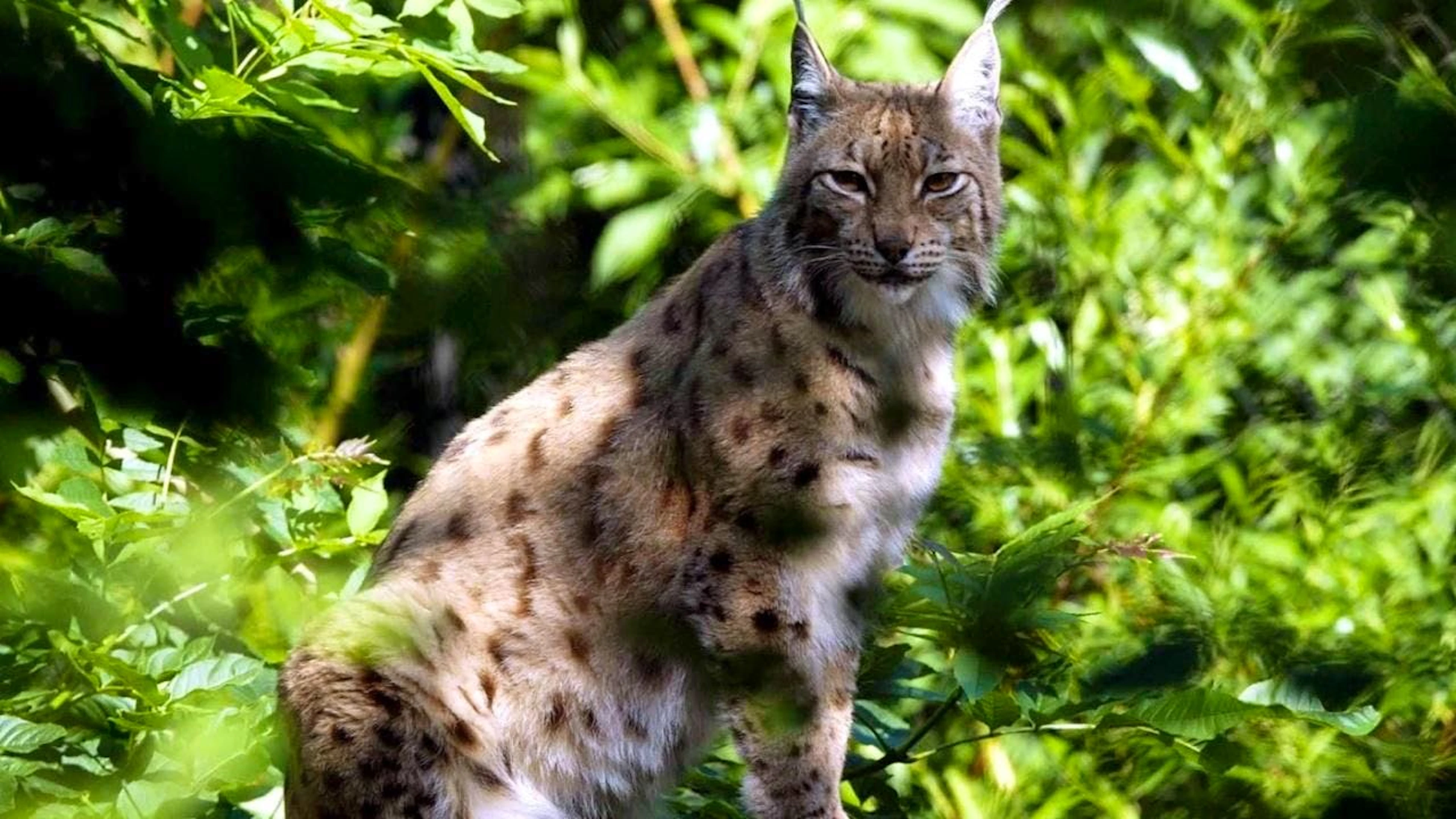 Der erschossene Luchs war im Gegensatz zu dem gesunden Luchs auf dem Foto sehr geschwächt und litt an der Staupe.(Symbolbild).