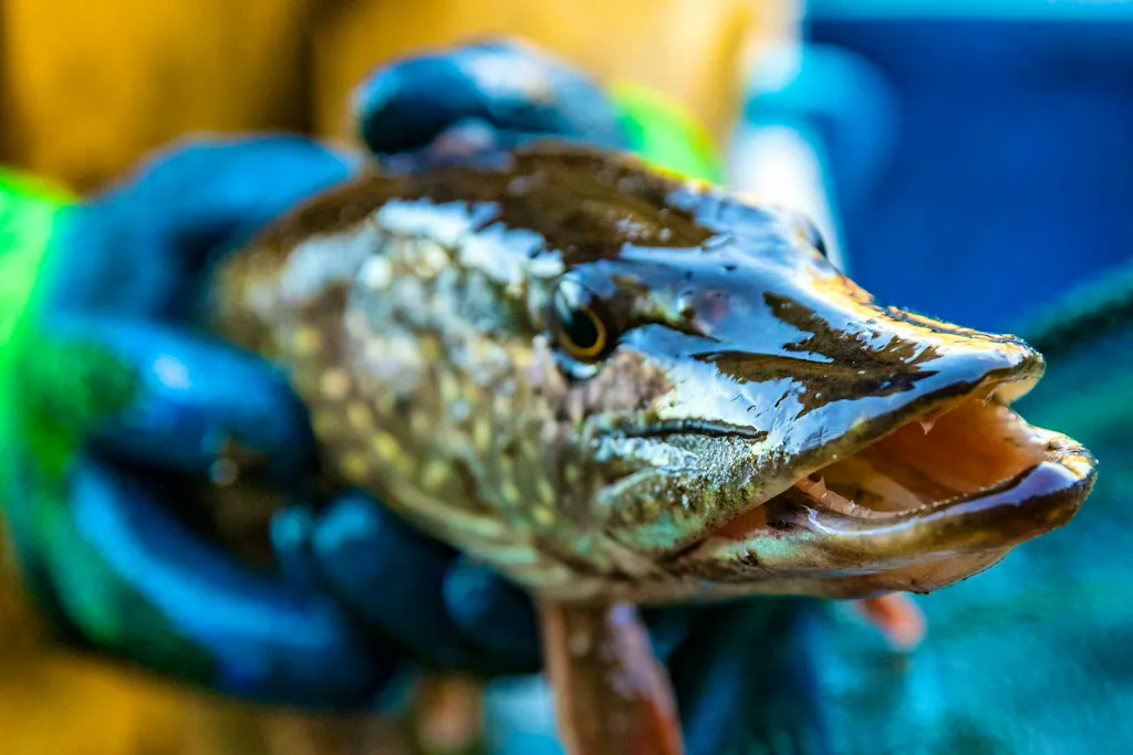 Contaminated with chemicals - sales ban for two Swiss fish species