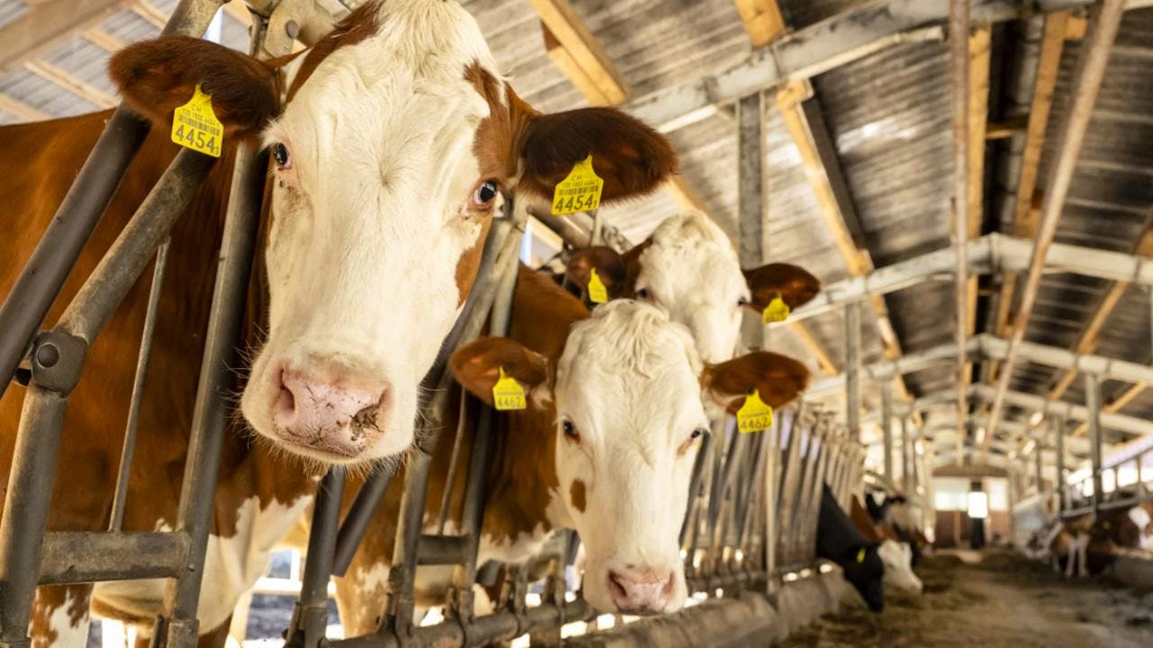 Obwohl die Zahl der Kühe sinkt und die Zahl der Milchbauernbetriebe abnimmt, ist die Milchproduktion im vergangenen Jahr stabil geblieben. Das zeigt der neuste Agrarbericht. (Archivbild)