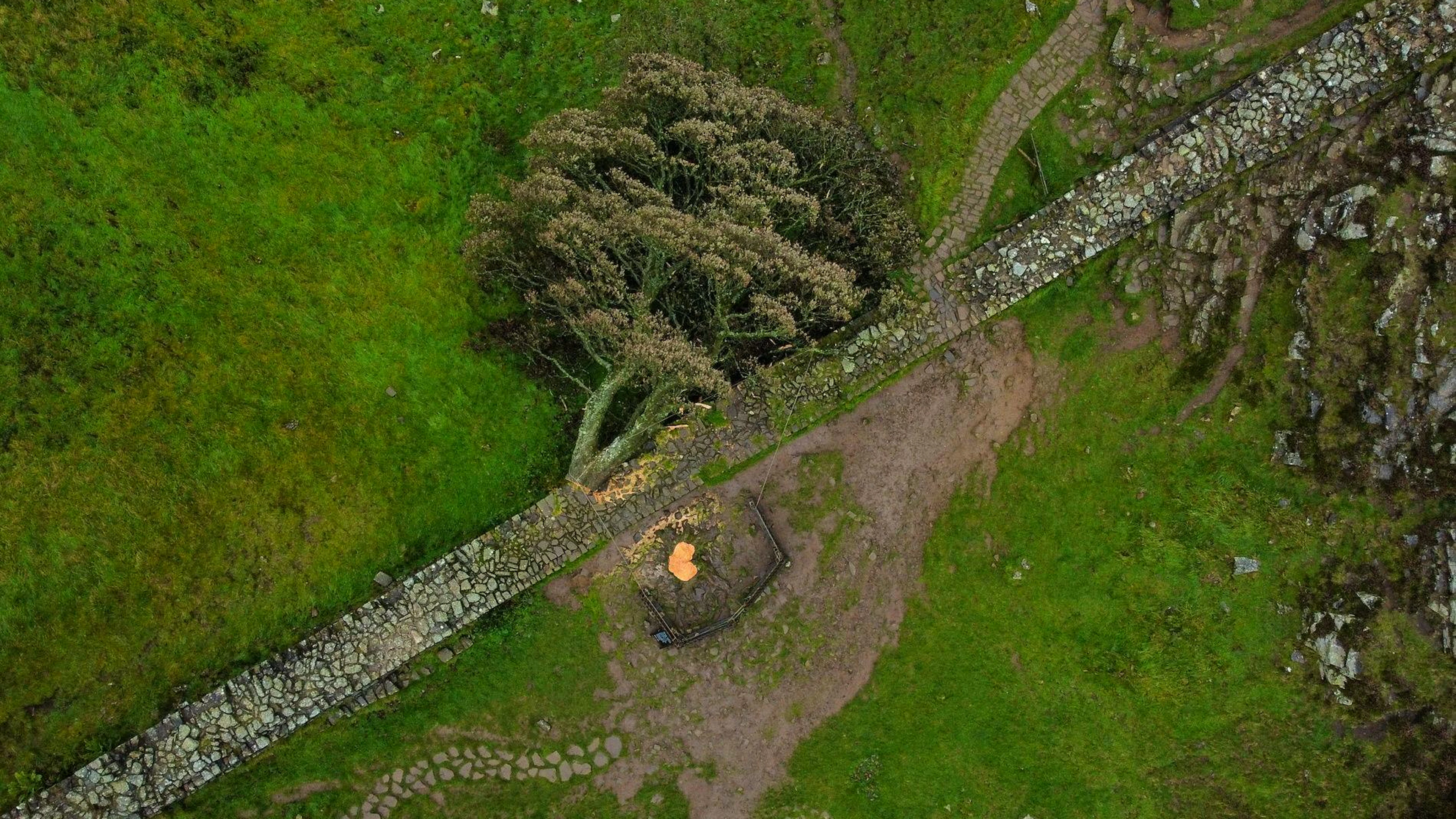 Dans la nuit du 27 au 28 septembre 2023, deux hommes armés d'une tronçonneuse avaient abattu l'arbre. L'un d'eux avait filmé l'autre abattant l'arbre, avant de lui envoyer la vidéo.
