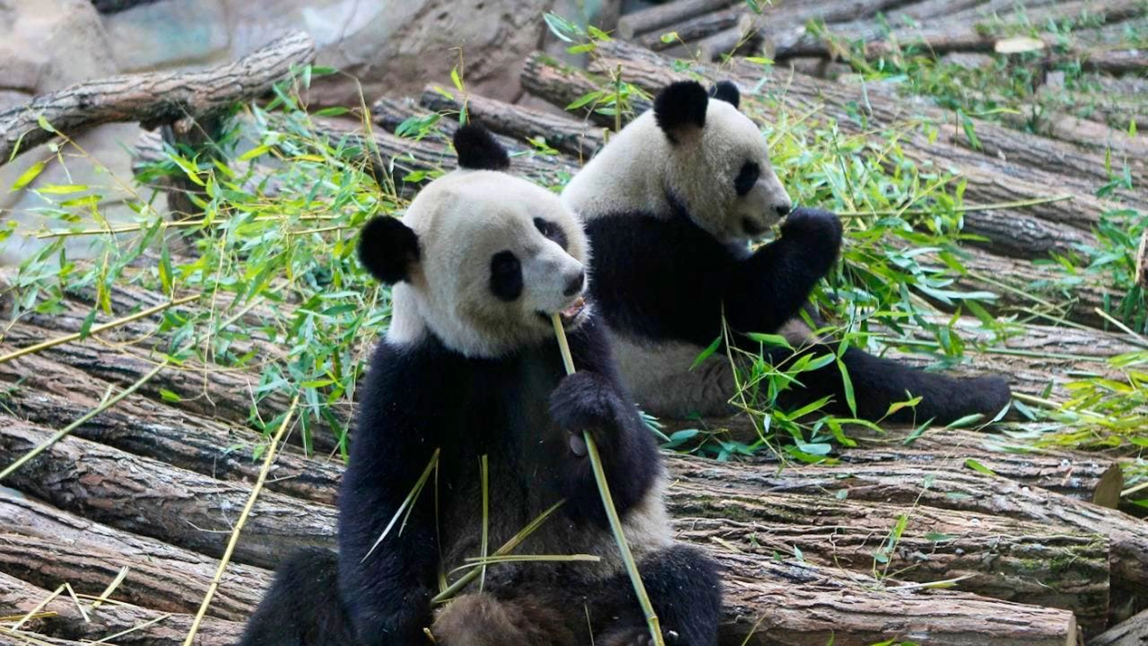 Grund für die Rückkehr sind gesundheitliche Probleme des Weibchens Huan Huan (links im Bild). China hatte die beiden Pandas seit 2012 an Frankreich ausgeliehen. (Archivbild)