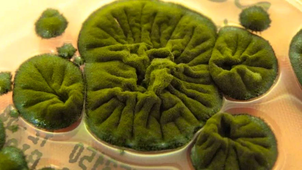 This fungus seems to be able to live on radioactive radiation