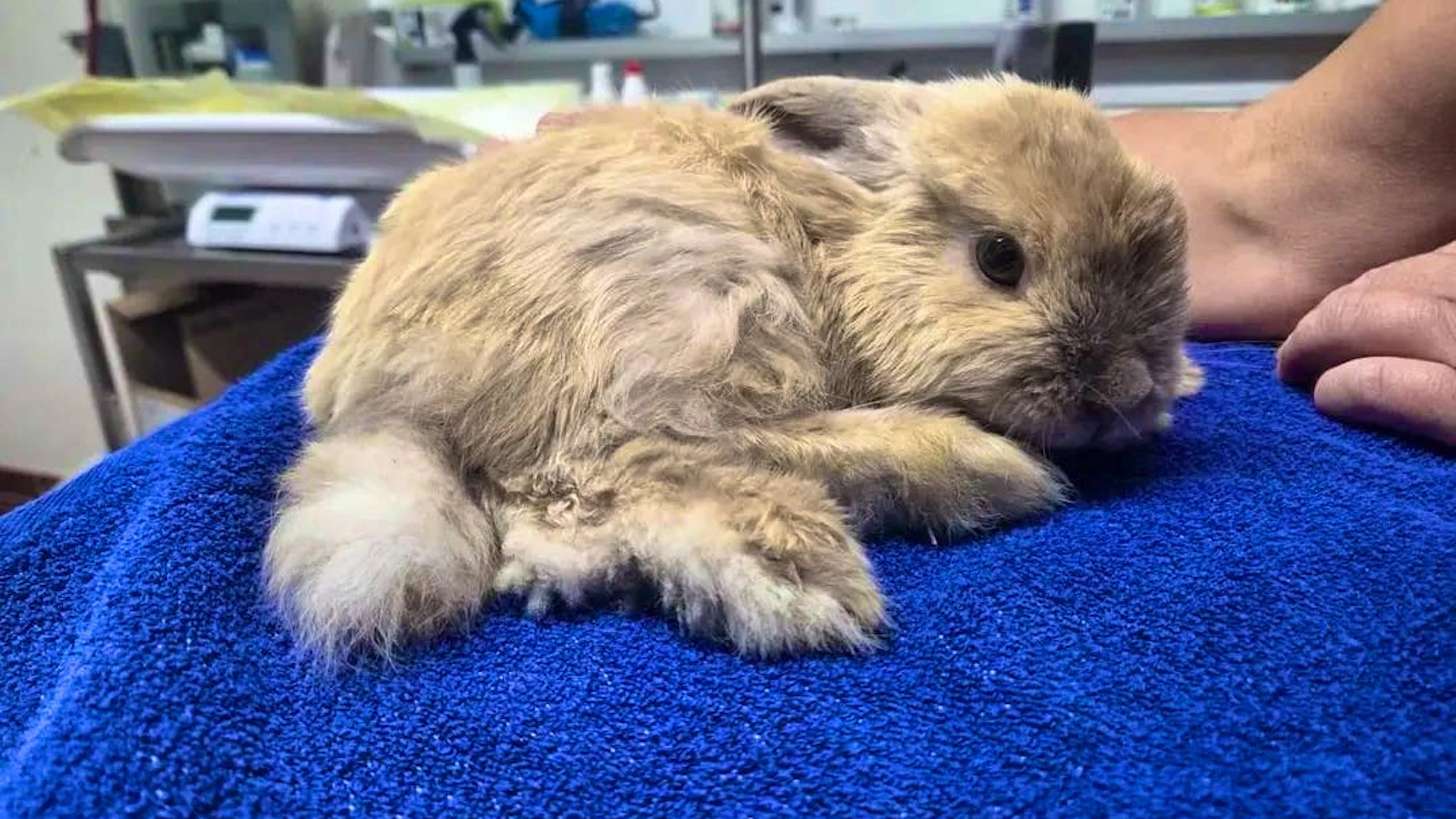 German influencer abandoned rabbits in the forest