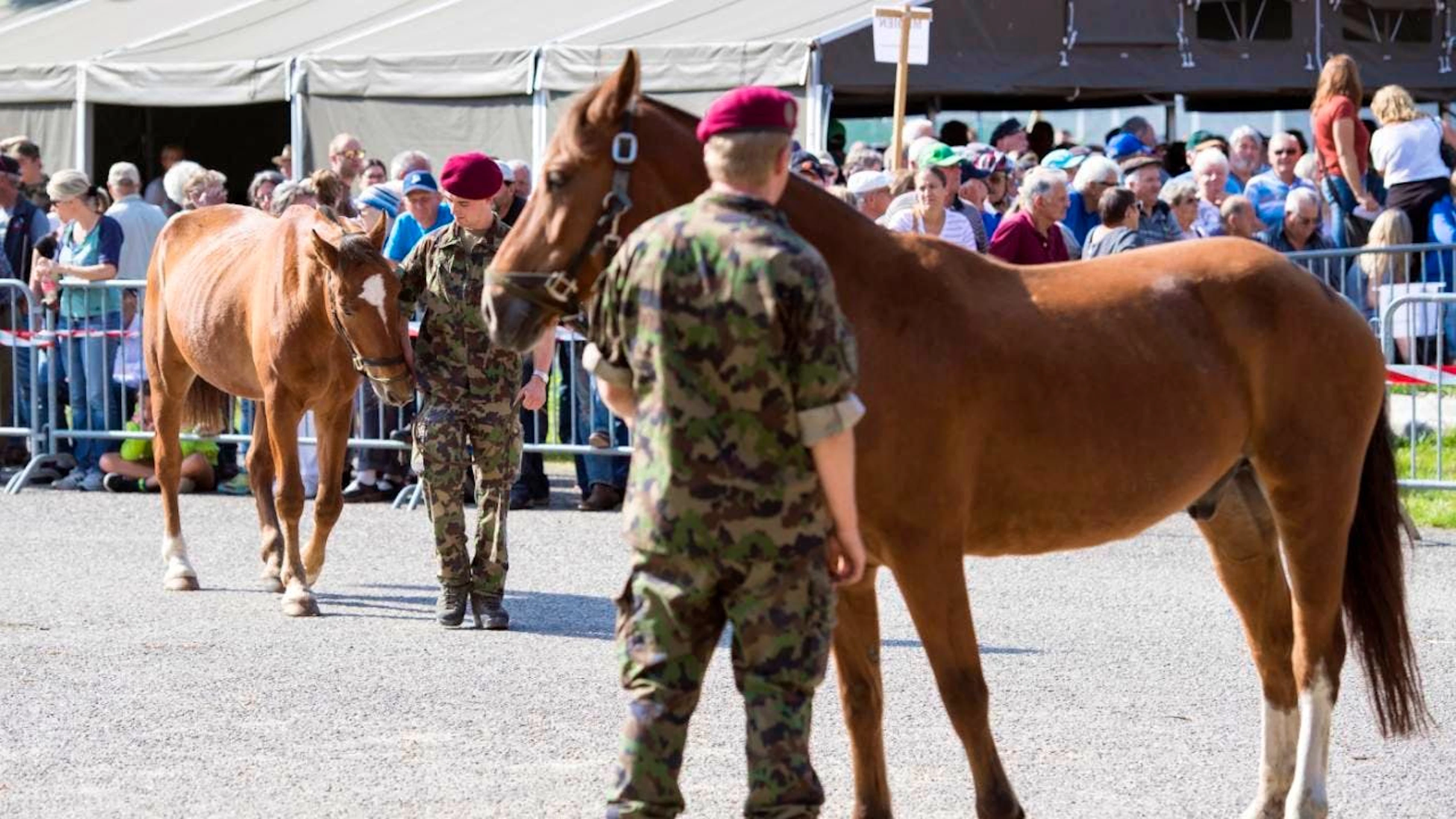 Una novantina di cavalli sequestrati persso l'allevamento di Hefenhofen erano stati venduti all'asta dal Centro di competenza del servizio veterinario e degli animali del esercito a Sand-Schöhnbühl, vicino a Berna. (foto d'archivio)