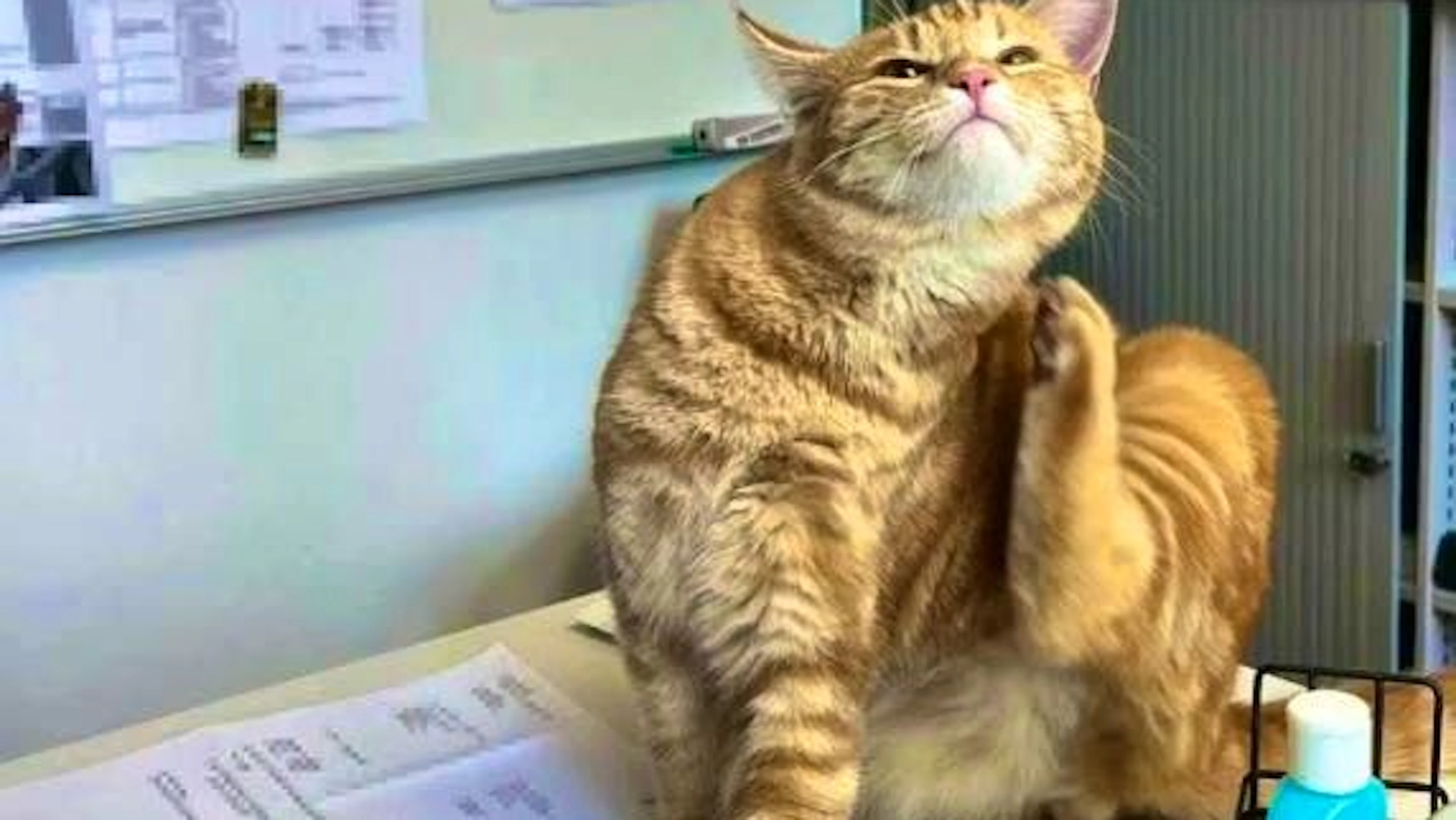 A quanto pare, al commissariato di Rorschach il gatto "Ginger" si è trovato bene.