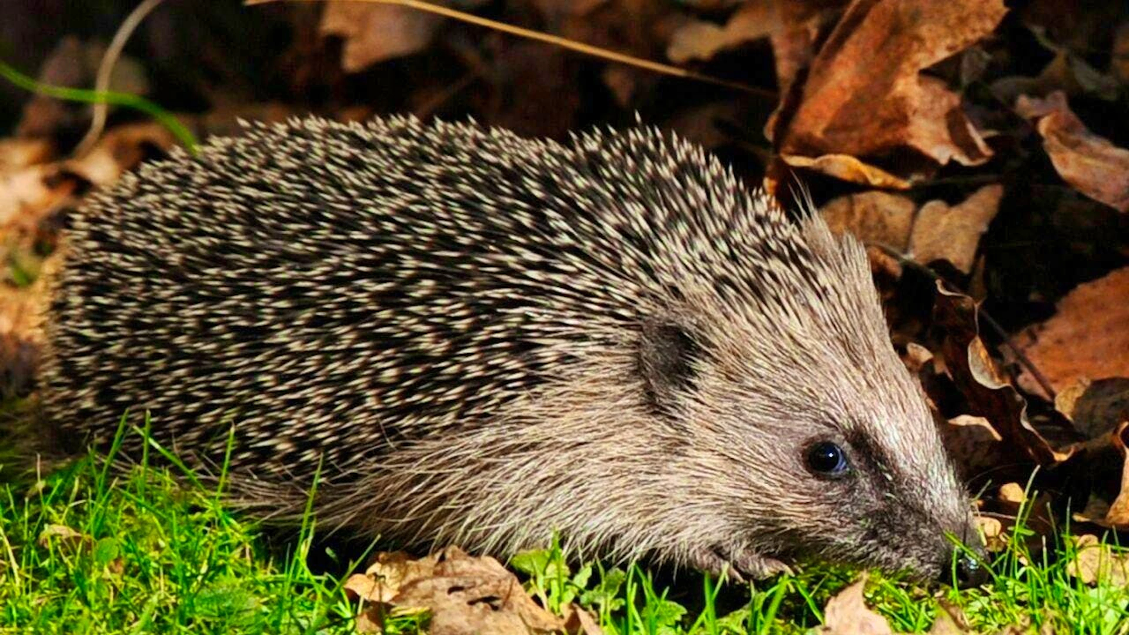 According to "Pro Natura", hedgehogs can count on a large fan base in Switzerland. The nature conservation organization chooses the hedgehog as Animal of the Year 2026.