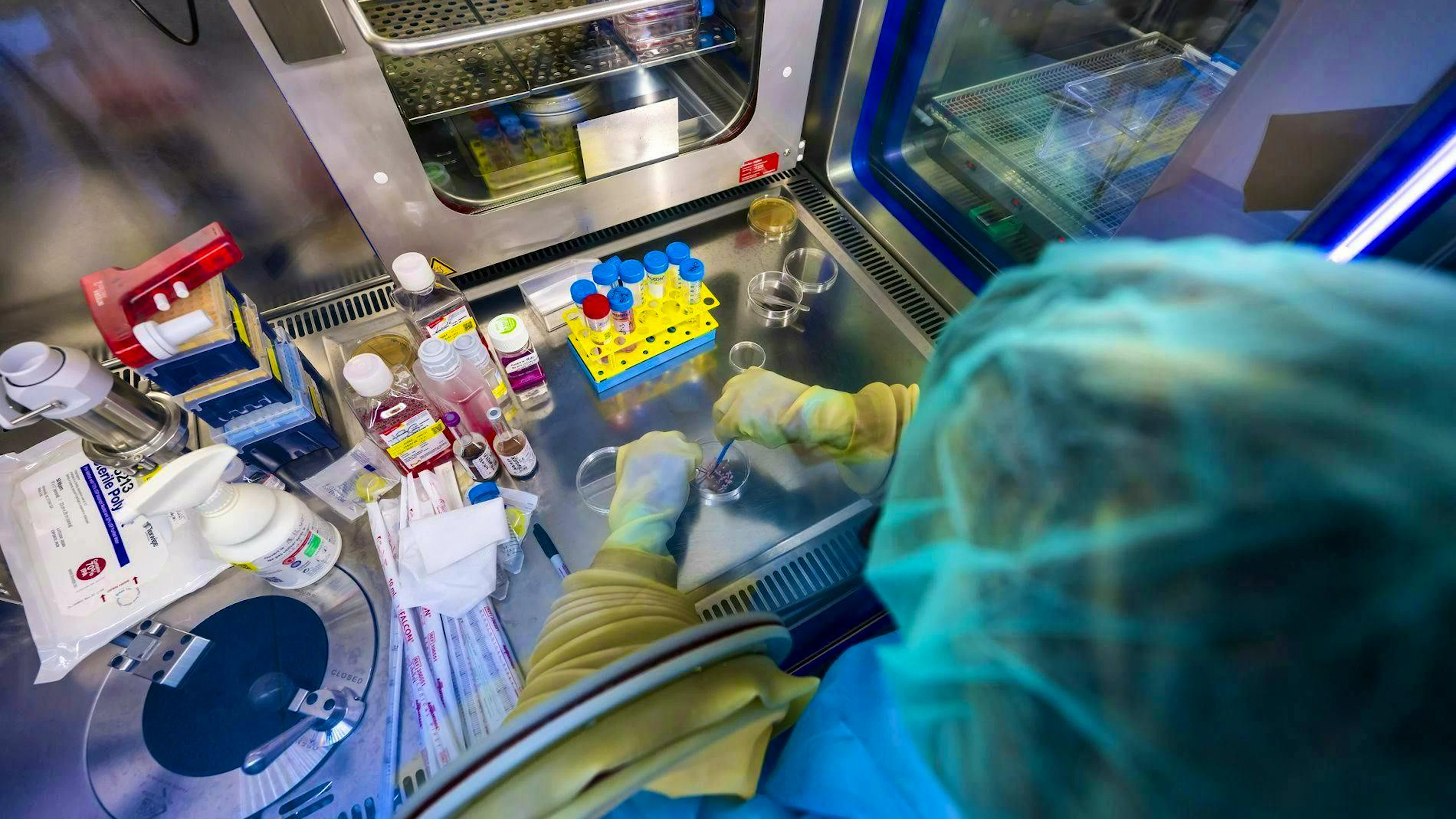 A biomedical analyst dissects a piece of skin in order to reproduce it and...